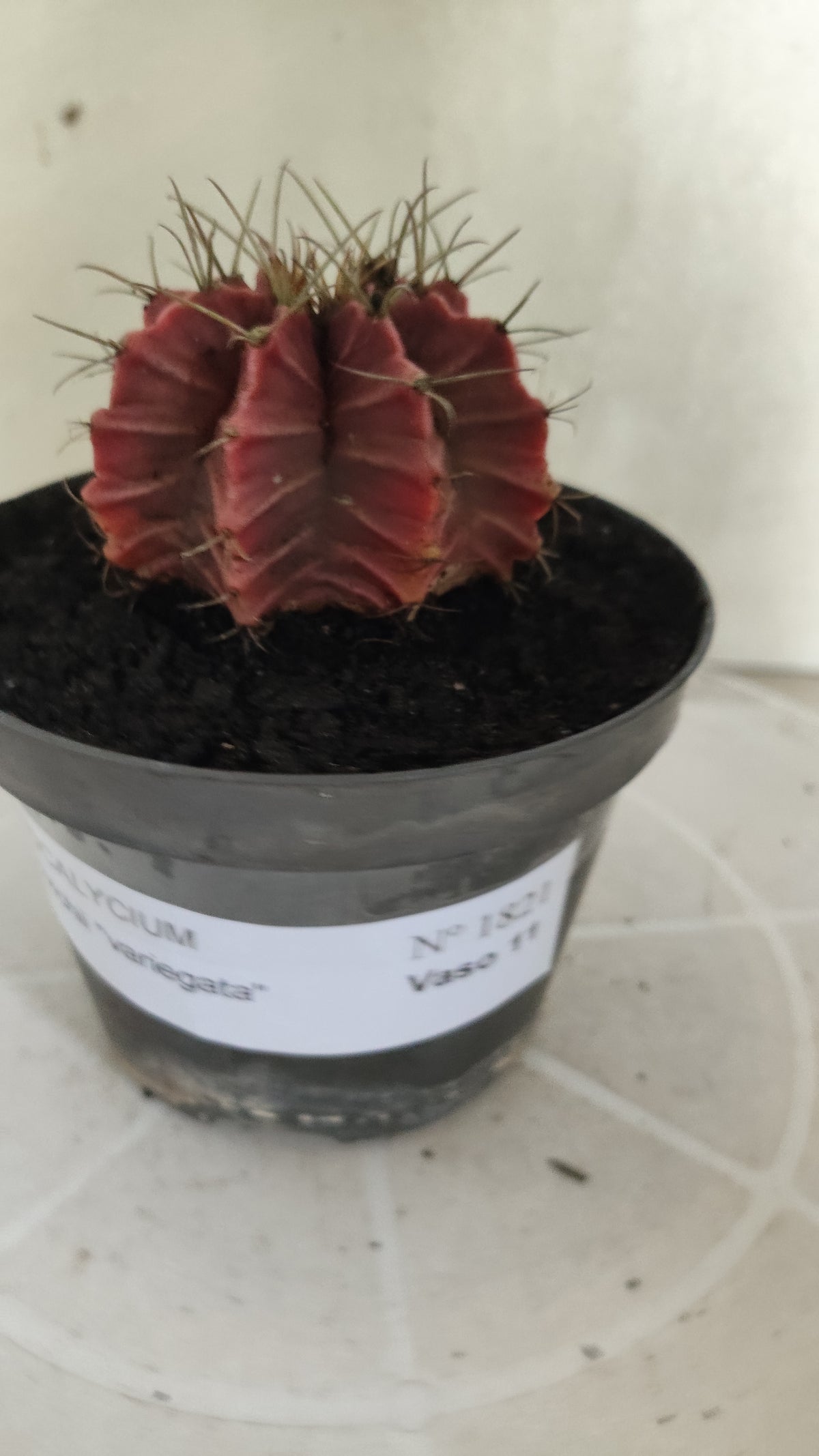 GYMNOCALYCIUM Mihanovichii Variegata Nº 1821 – vaso 11