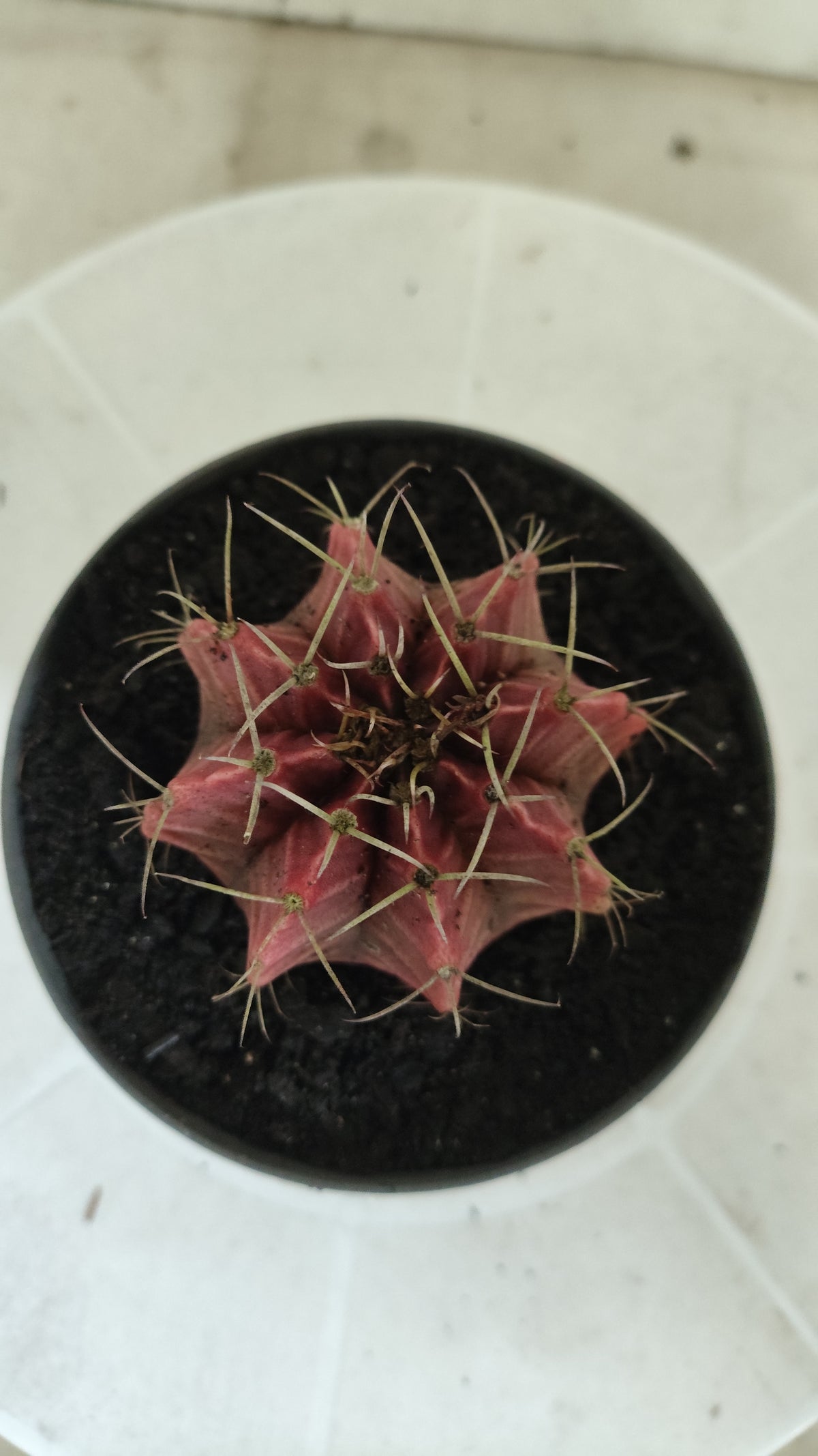 GYMNOCALYCIUM Mihanovichii Variegata Nº 1821 – vaso 11