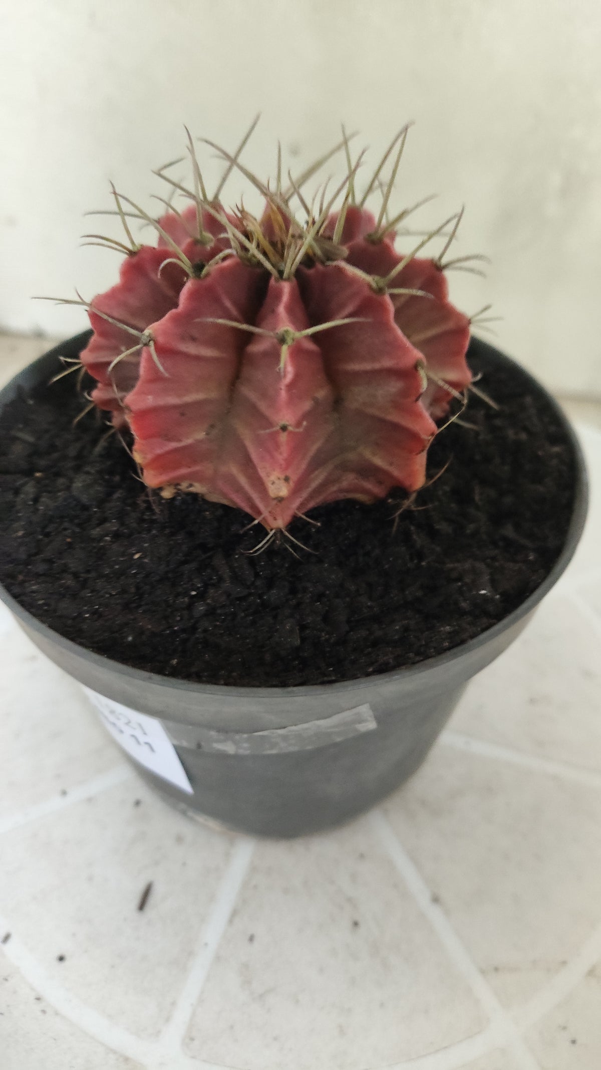 GYMNOCALYCIUM Mihanovichii Variegata Nº 1821 – vaso 11