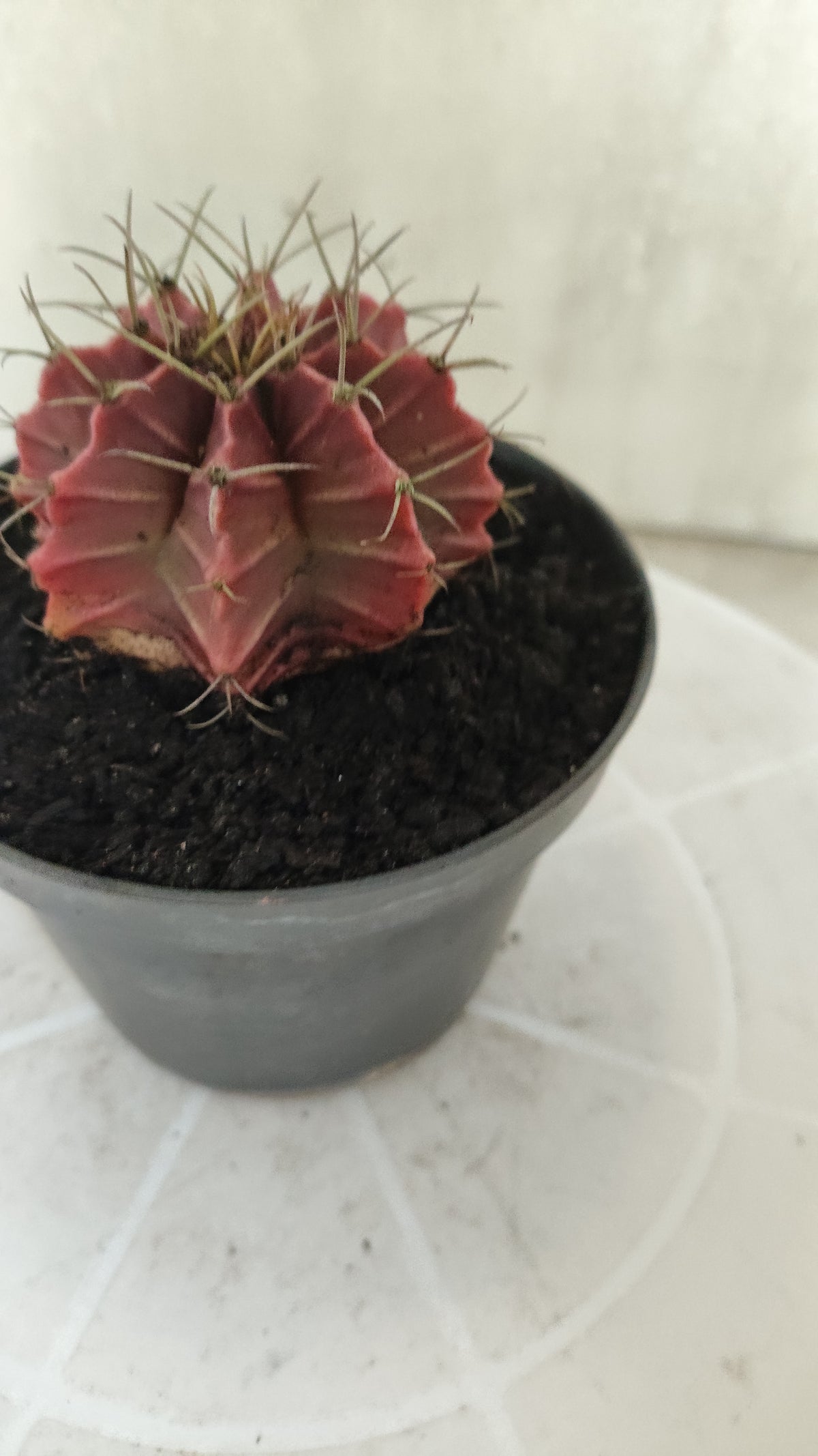 GYMNOCALYCIUM Mihanovichii Variegata Nº 1821 – vaso 11