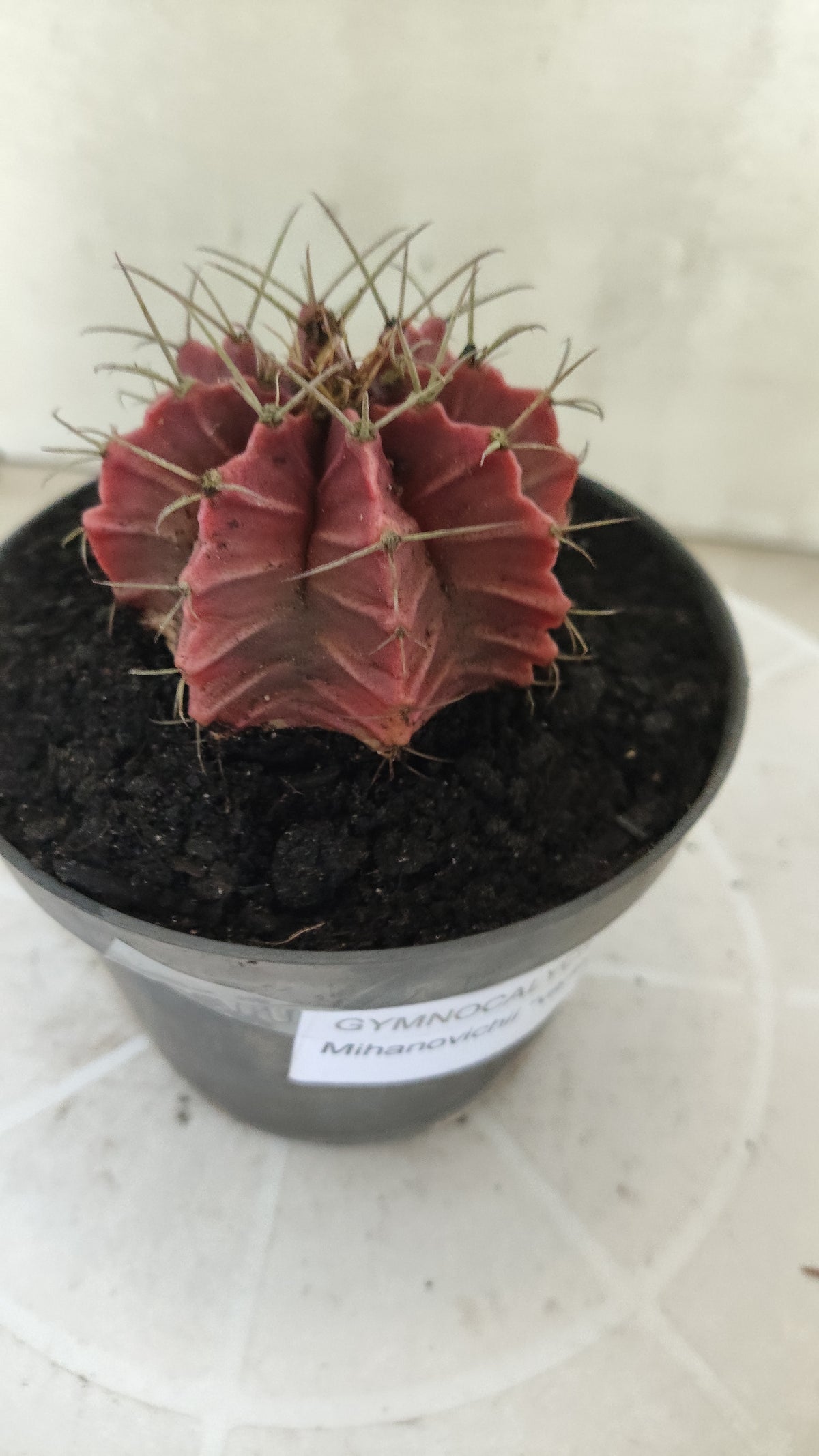 GYMNOCALYCIUM Mihanovichii Variegata Nº 1821 – vaso 11