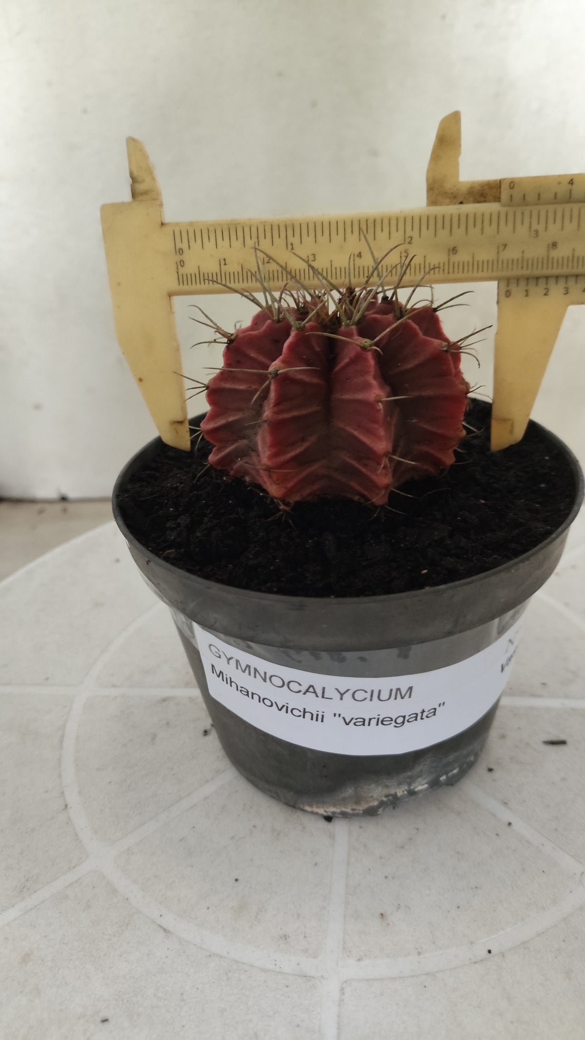 GYMNOCALYCIUM Mihanovichii Variegata Nº 1821 – vaso 11
