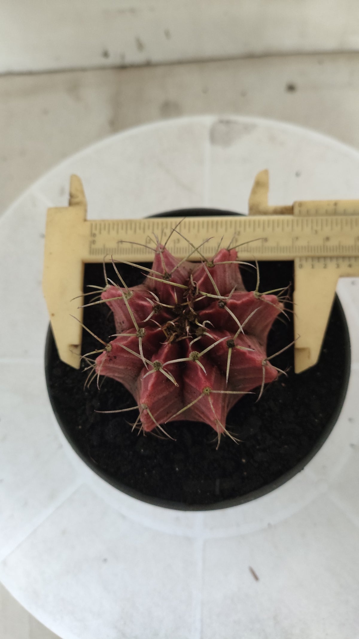 GYMNOCALYCIUM Mihanovichii Variegata Nº 1821 – vaso 11