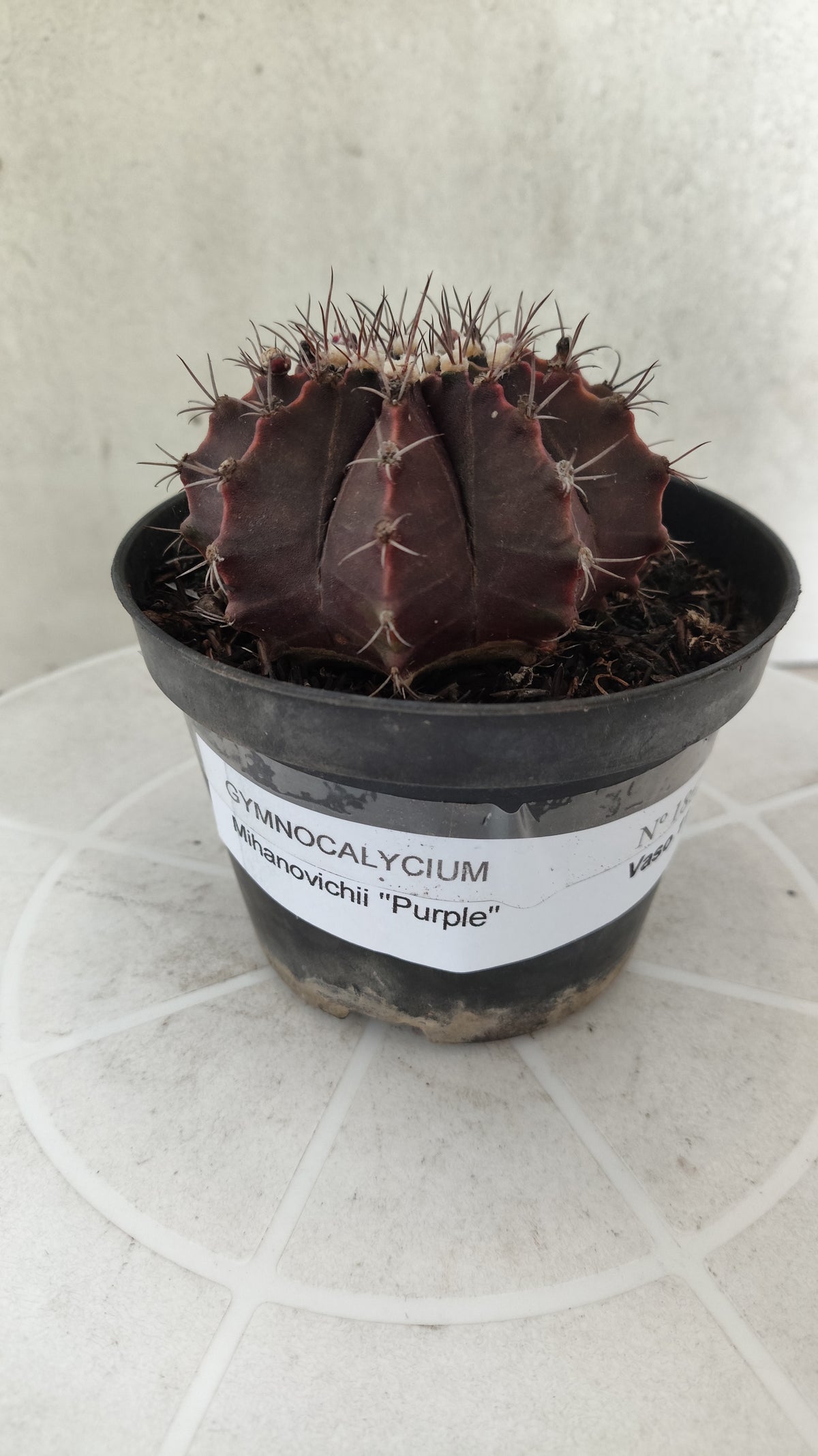 Gymnocalycium Mihanovichii “Purple” Nº 1867 – vaso 11