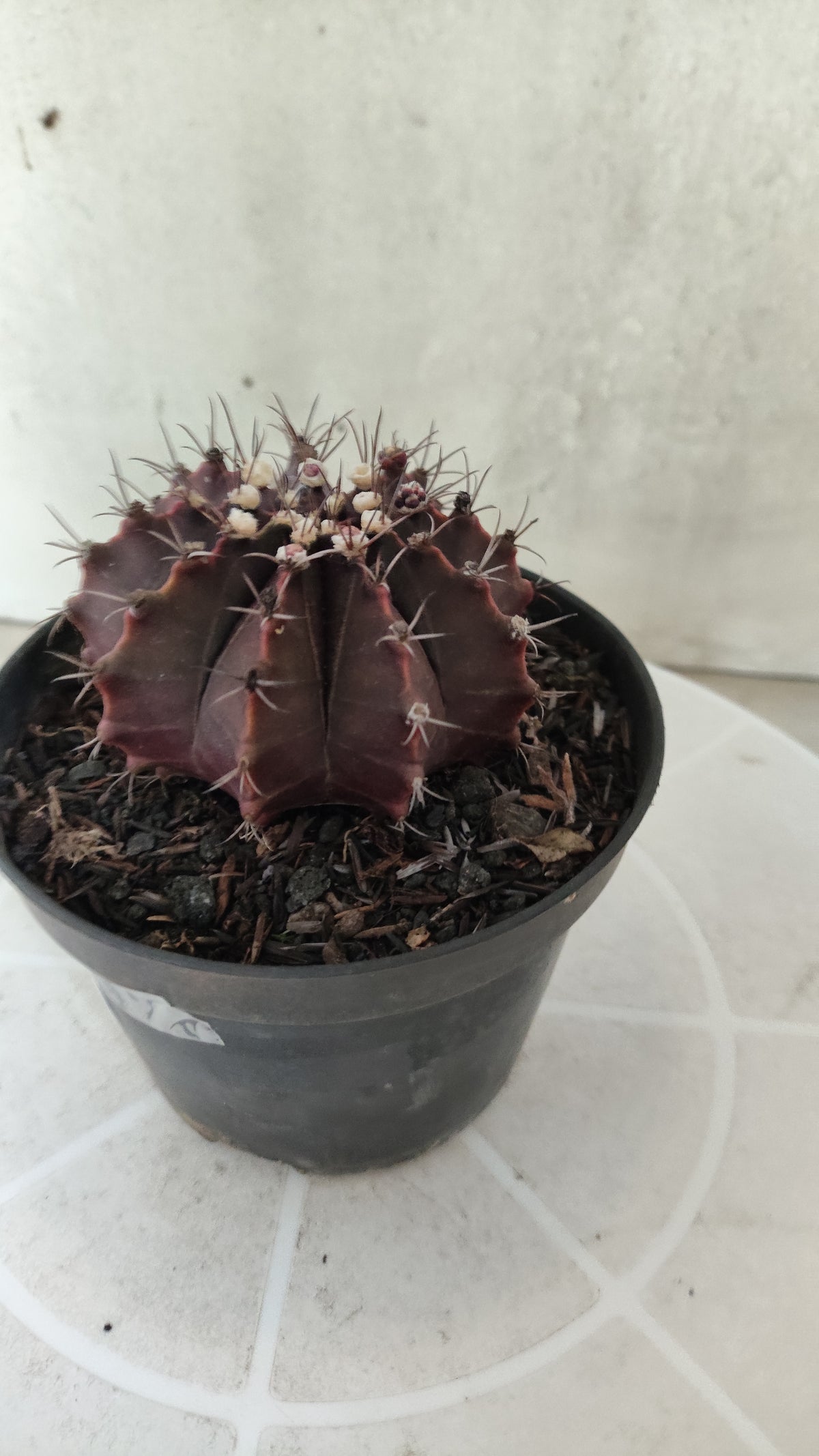 Gymnocalycium Mihanovichii “Purple” Nº 1867 – vaso 11