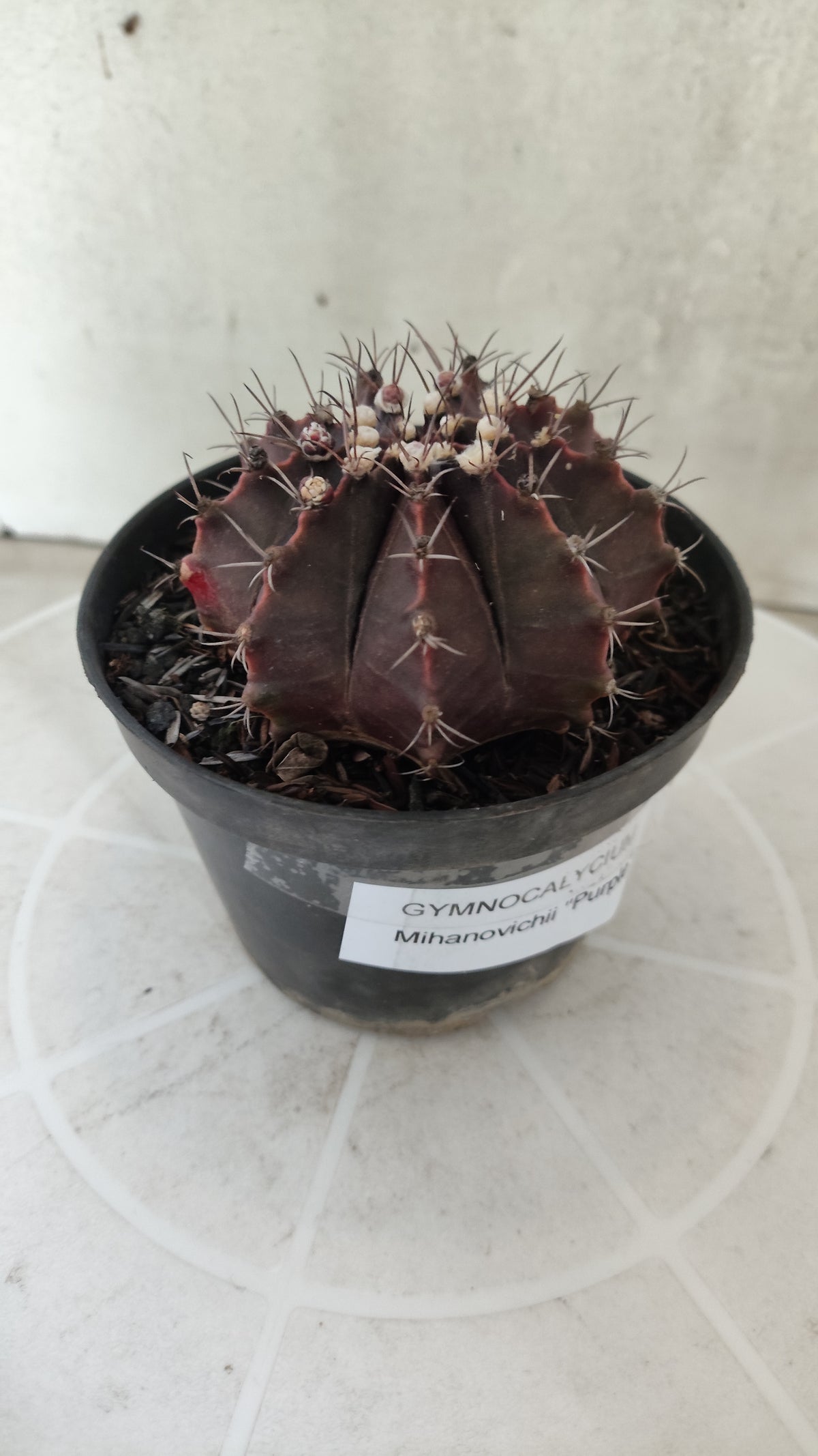 Gymnocalycium Mihanovichii “Purple” Nº 1867 – vaso 11