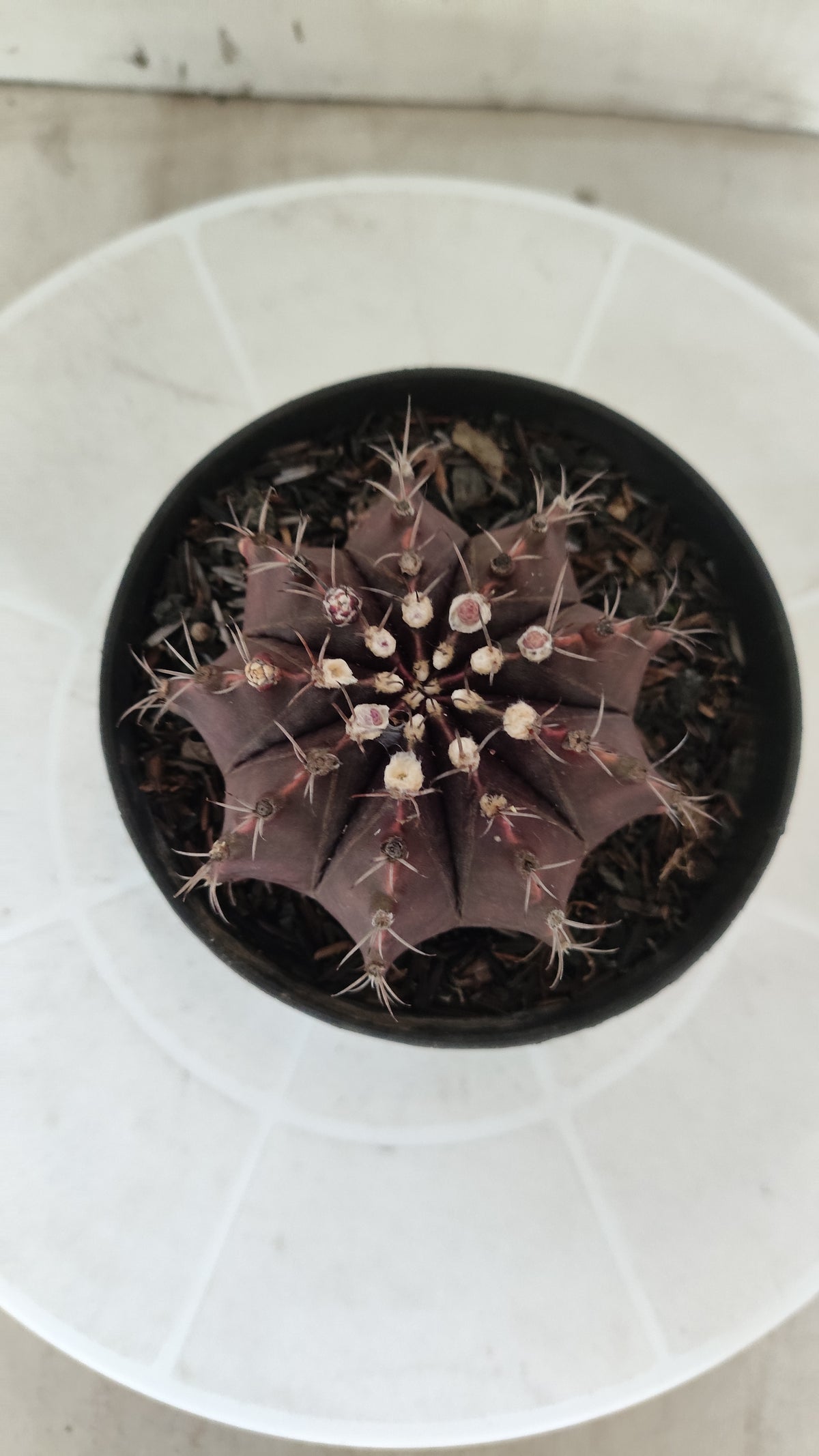 Gymnocalycium Mihanovichii “Purple” Nº 1867 – vaso 11