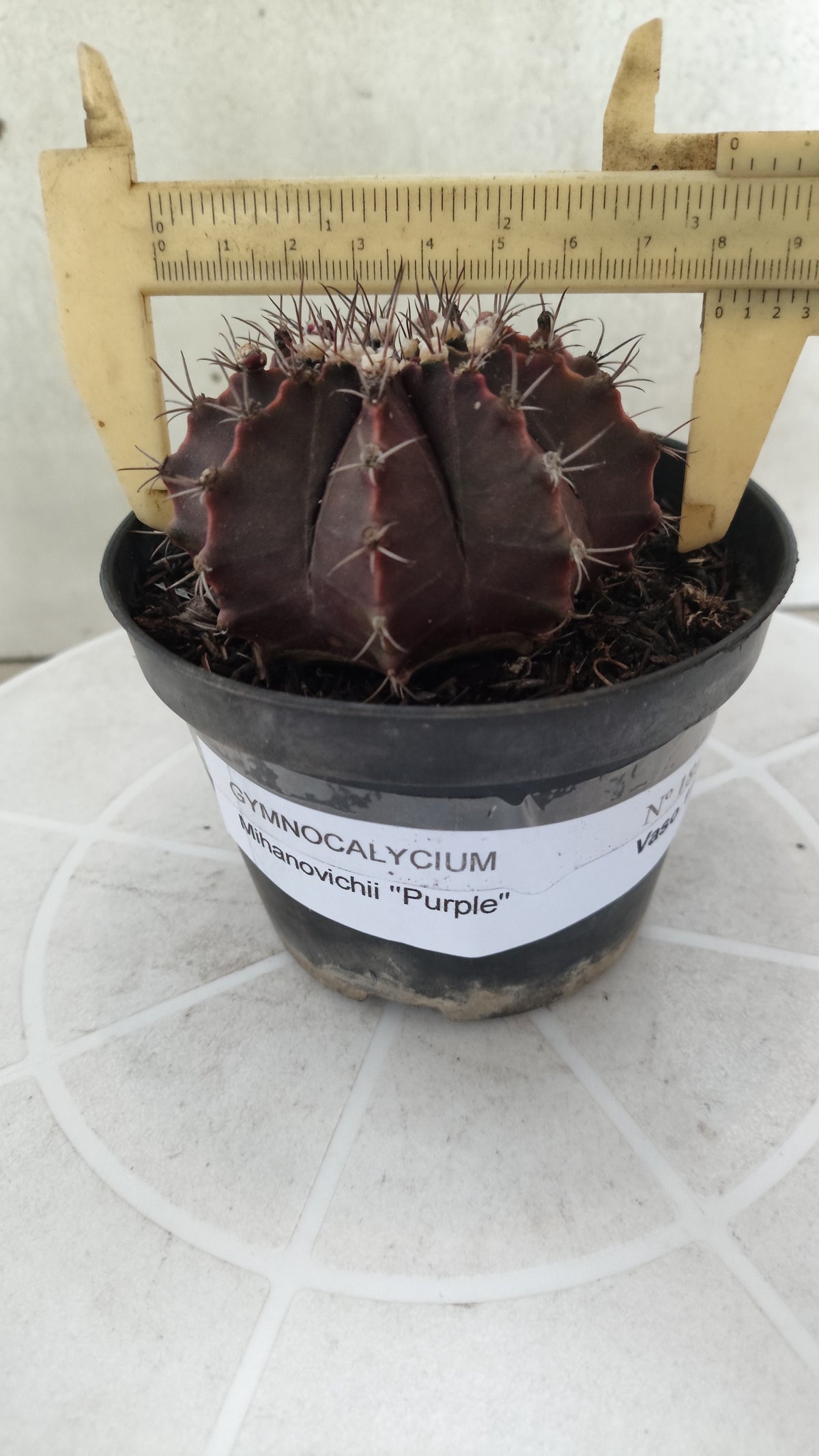 Gymnocalycium Mihanovichii “Purple” Nº 1867 – vaso 11
