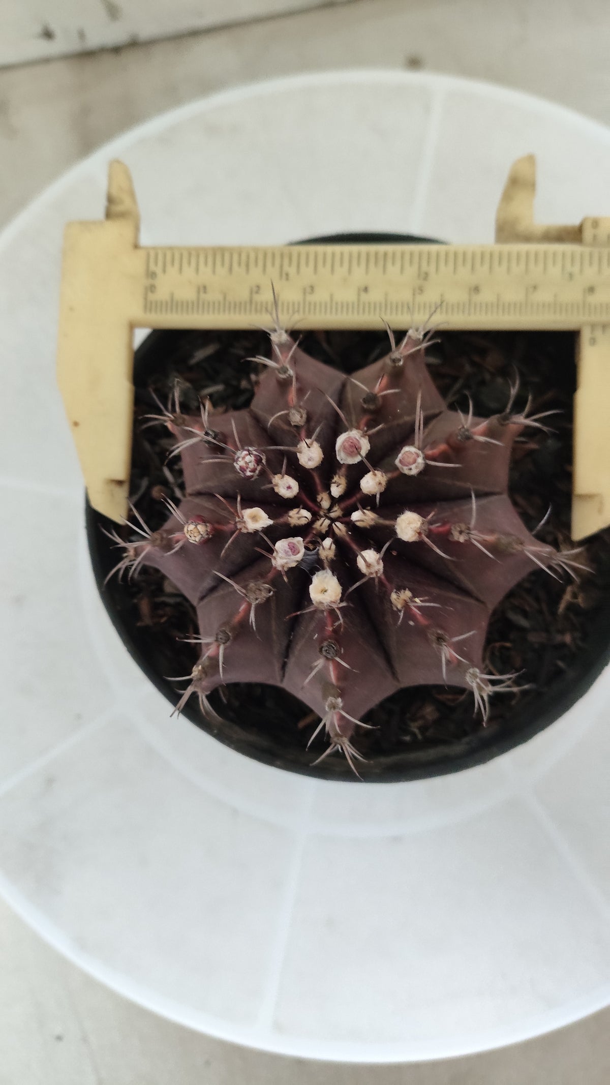 Gymnocalycium Mihanovichii “Purple” Nº 1867 – vaso 11