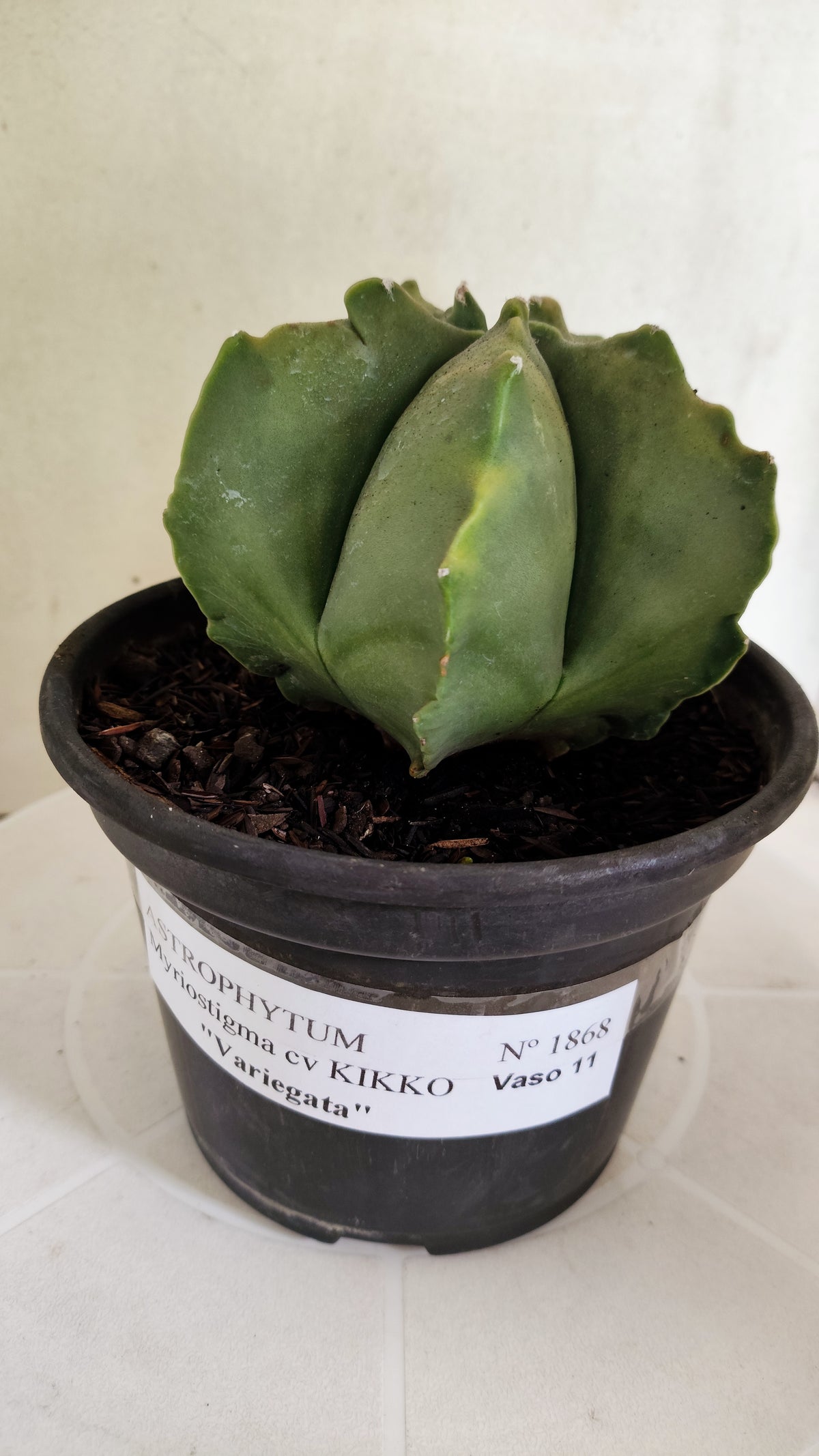 MATRIZ ASTROPHYTUM cv KIKKO "Variegata"  Nº 1868 – vaso 15