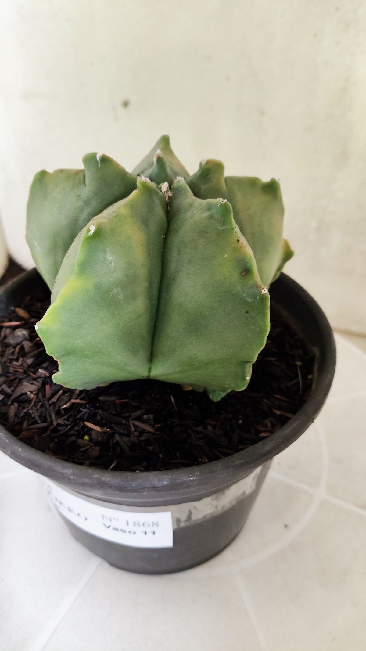 MATRIZ ASTROPHYTUM cv KIKKO "Variegata"  Nº 1868 – vaso 15