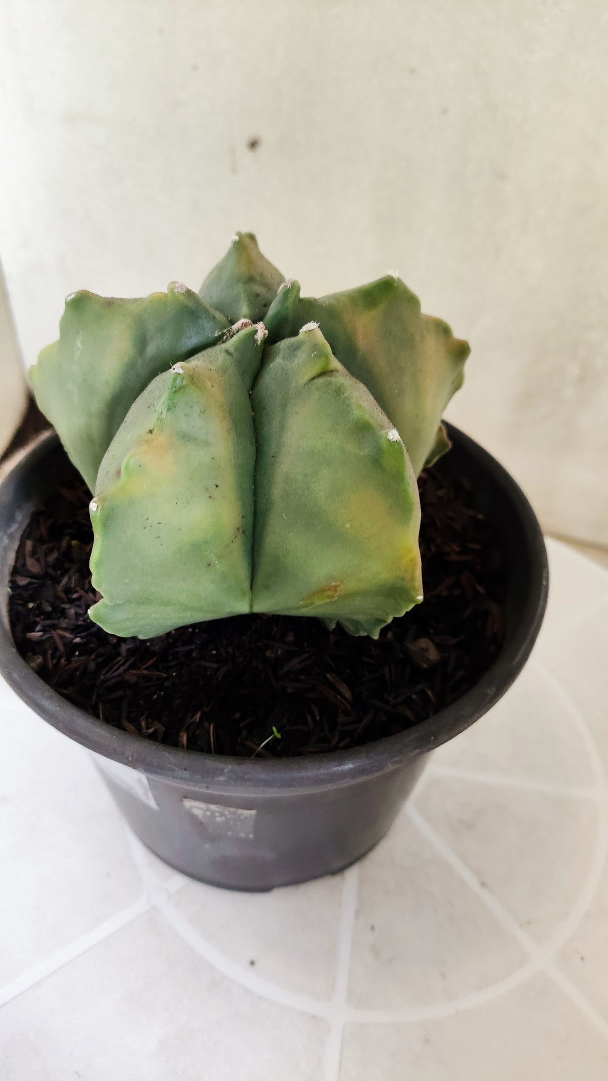 MATRIZ ASTROPHYTUM cv KIKKO "Variegata"  Nº 1868 – vaso 15