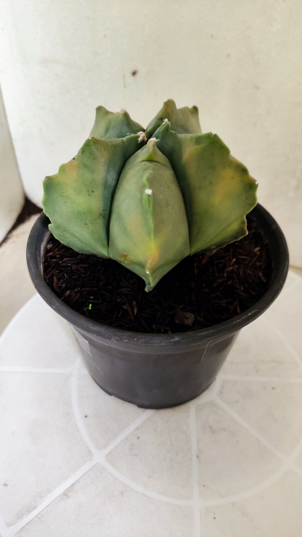 MATRIZ ASTROPHYTUM cv KIKKO "Variegata"  Nº 1868 – vaso 15
