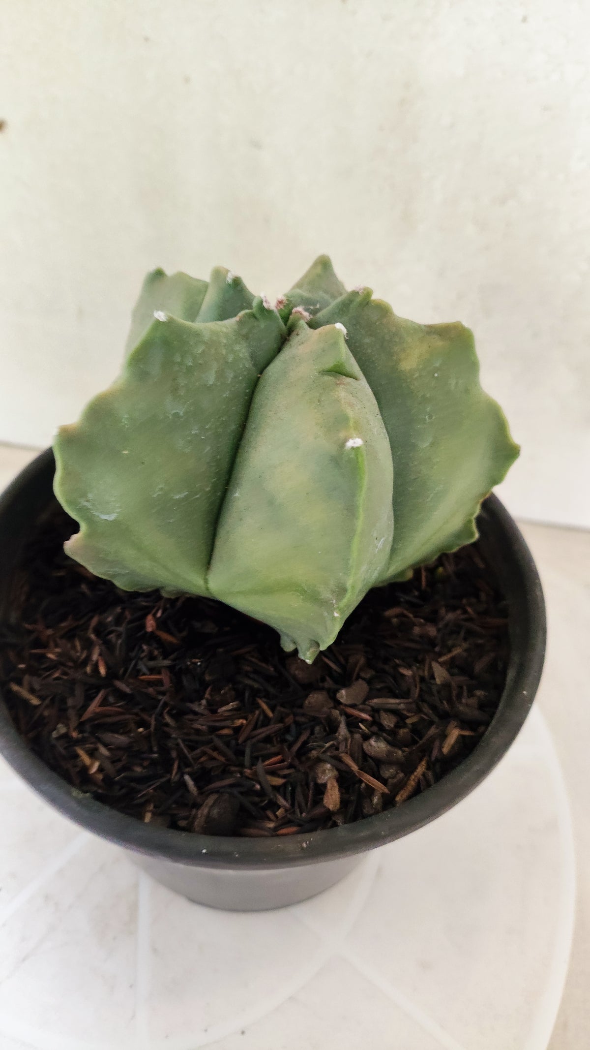 MATRIZ ASTROPHYTUM cv KIKKO "Variegata"  Nº 1868 – vaso 15
