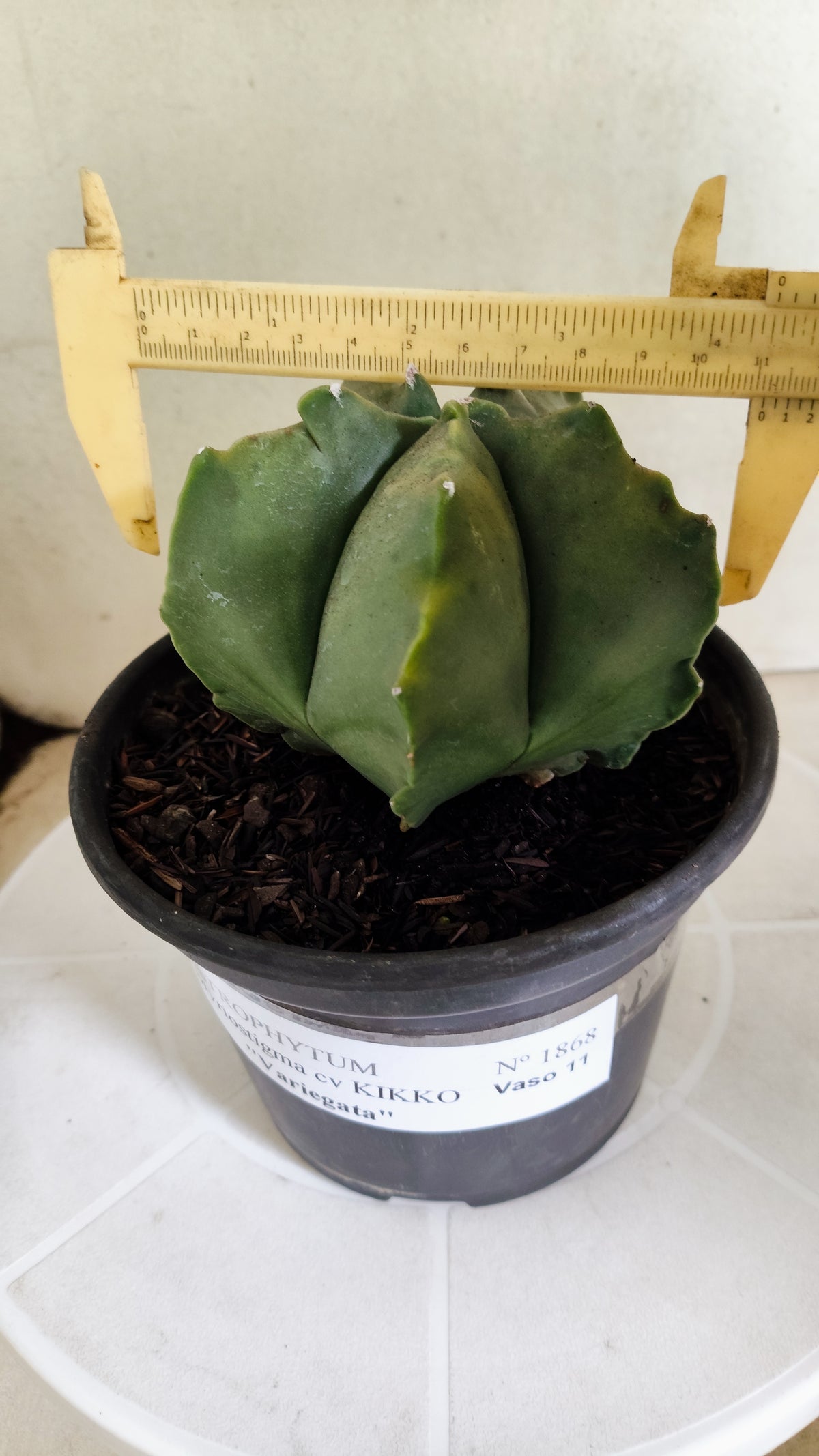 MATRIZ ASTROPHYTUM cv KIKKO "Variegata"  Nº 1868 – vaso 15