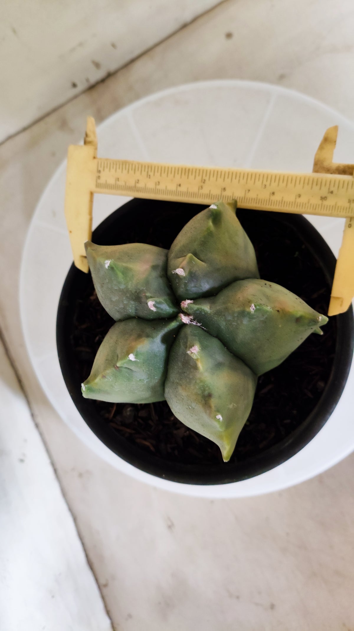 MATRIZ ASTROPHYTUM cv KIKKO "Variegata"  Nº 1868 – vaso 15