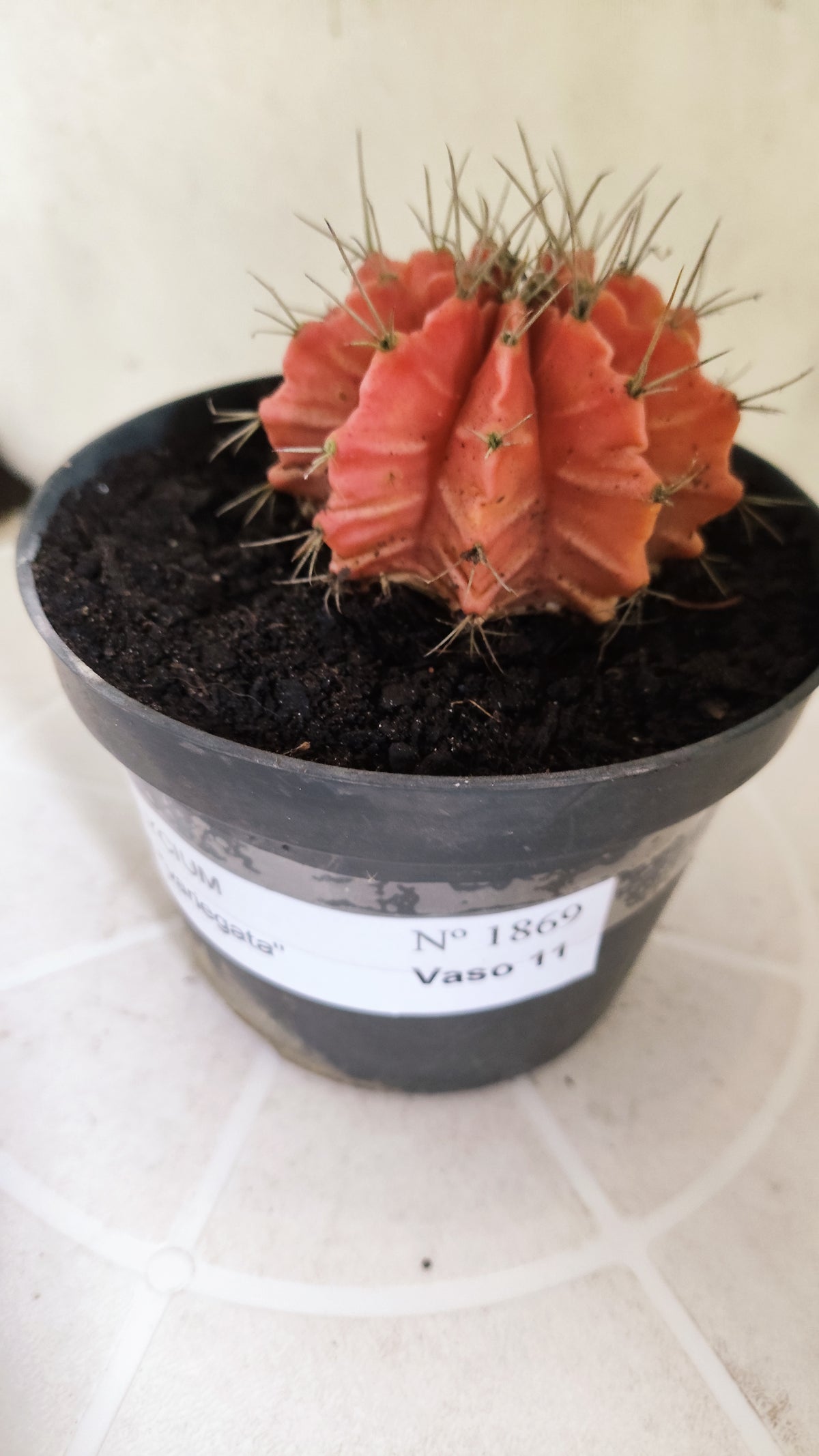 Gymnocalycium Mihanovichii "Variegata" Nº 1869 – vaso 11