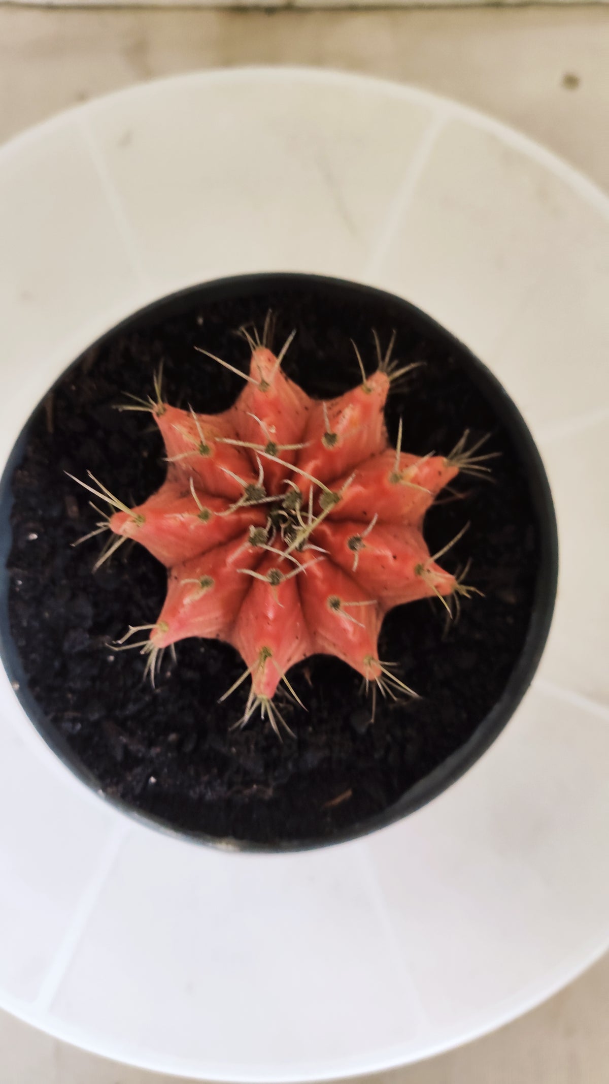Gymnocalycium Mihanovichii "Variegata" Nº 1869 – vaso 11