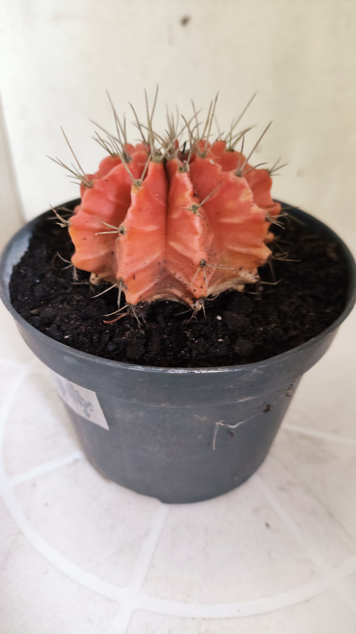 Gymnocalycium Mihanovichii "Variegata" Nº 1869 – vaso 11