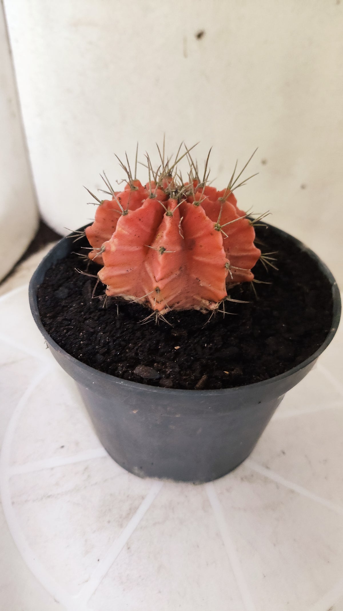 Gymnocalycium Mihanovichii "Variegata" Nº 1869 – vaso 11
