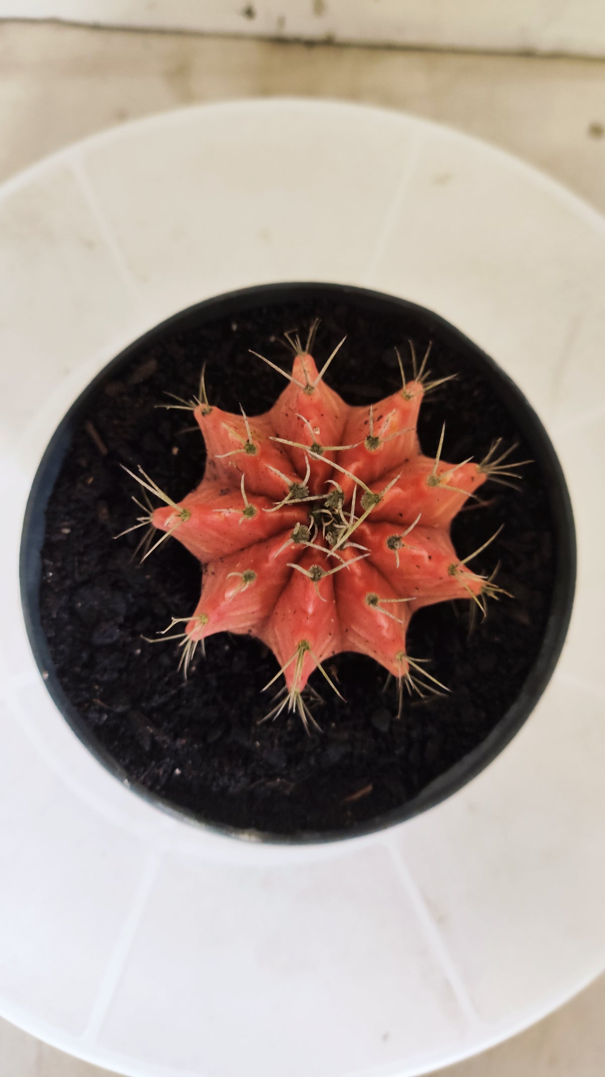 Gymnocalycium Mihanovichii "Variegata" Nº 1869 – vaso 11