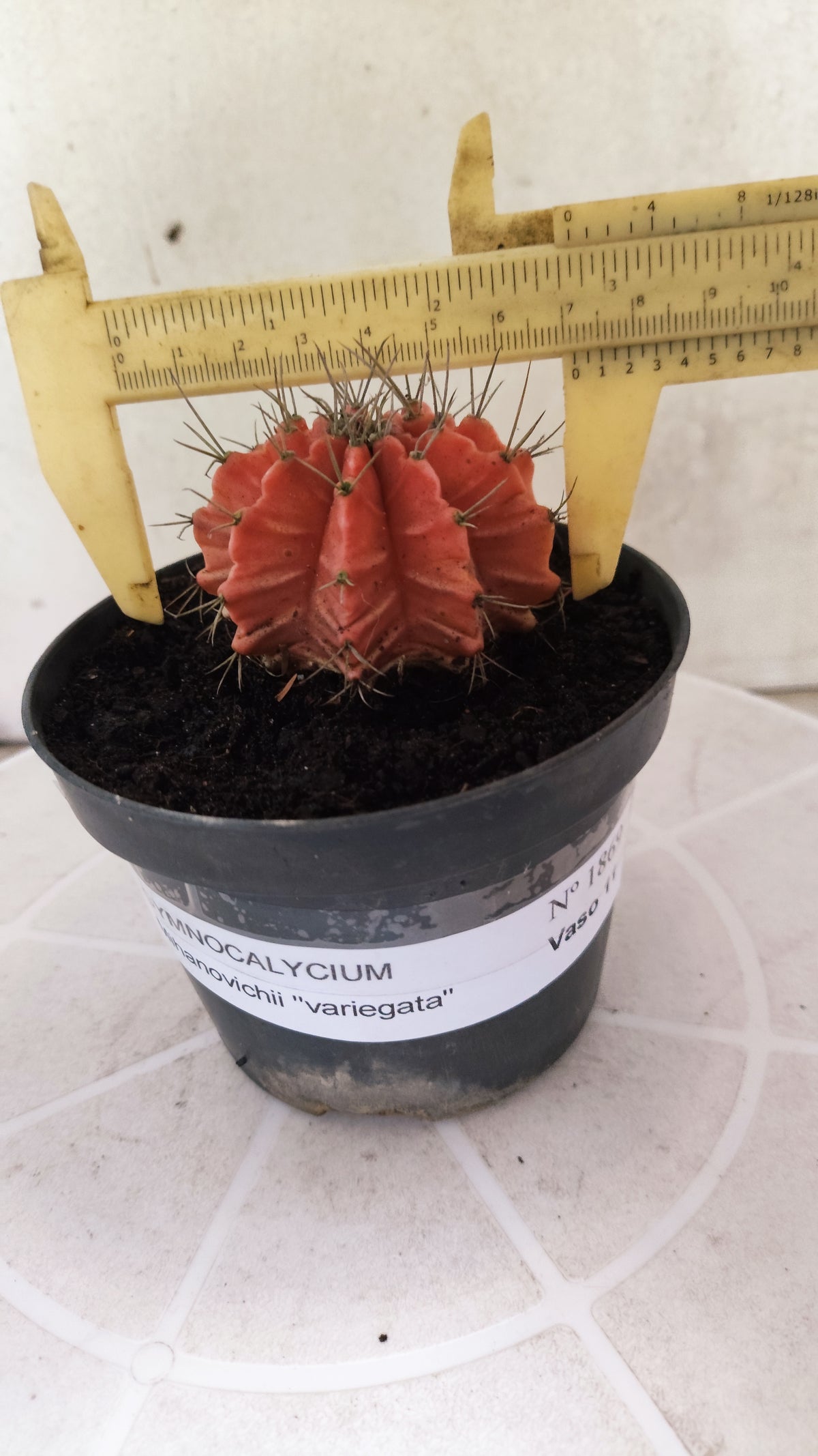 Gymnocalycium Mihanovichii "Variegata" Nº 1869 – vaso 11