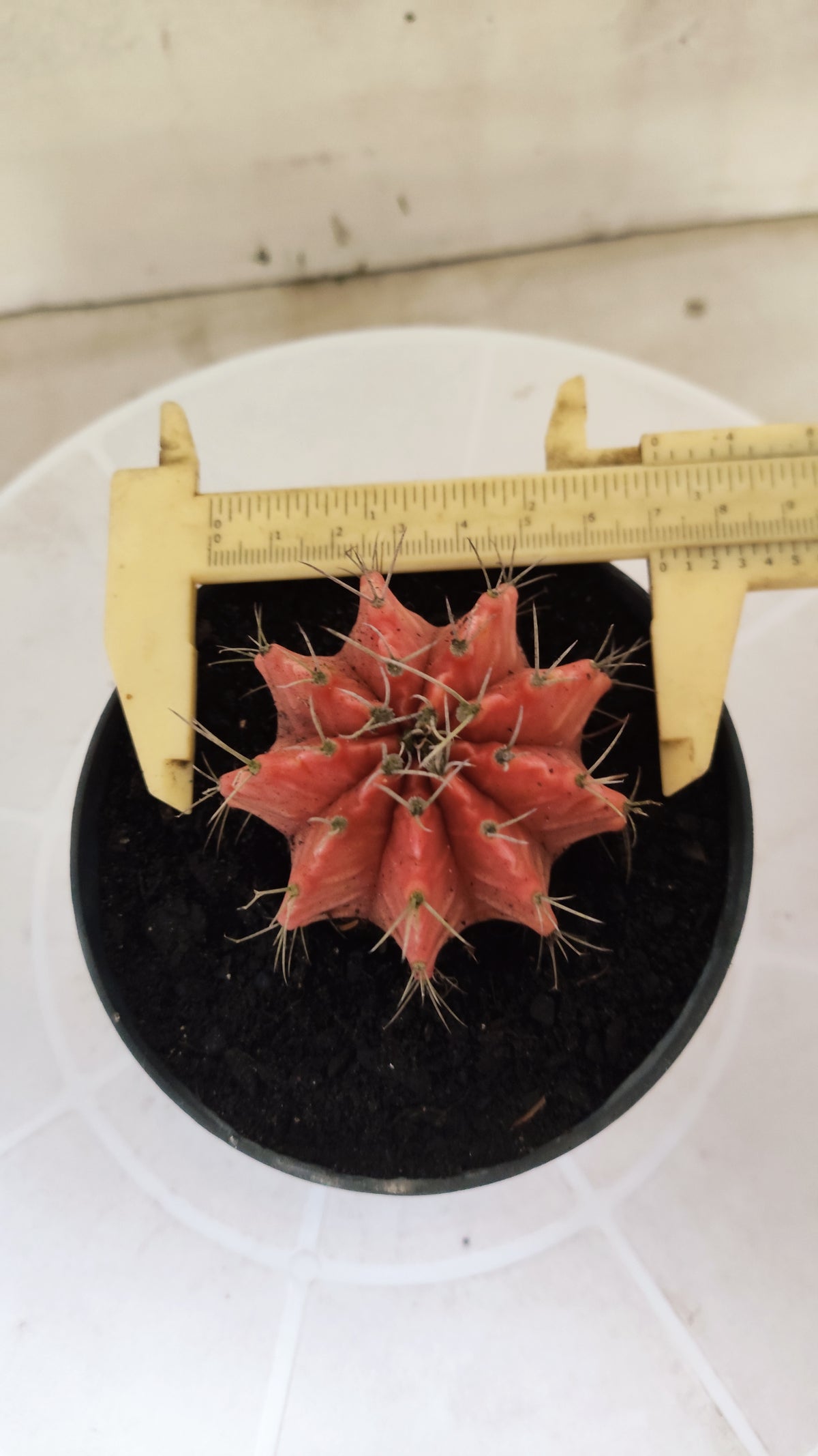 Gymnocalycium Mihanovichii "Variegata" Nº 1869 – vaso 11
