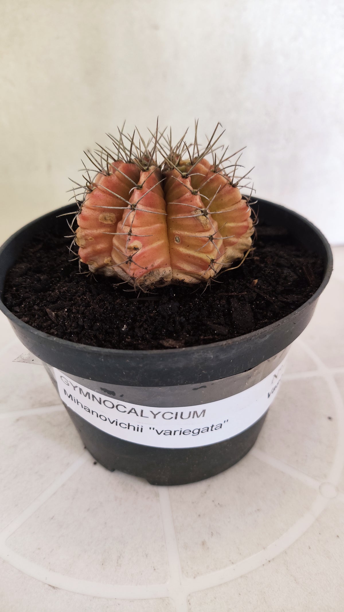 Gymnocalycium Mihanovichii "Variegata" Nº 1870 – vaso 11
