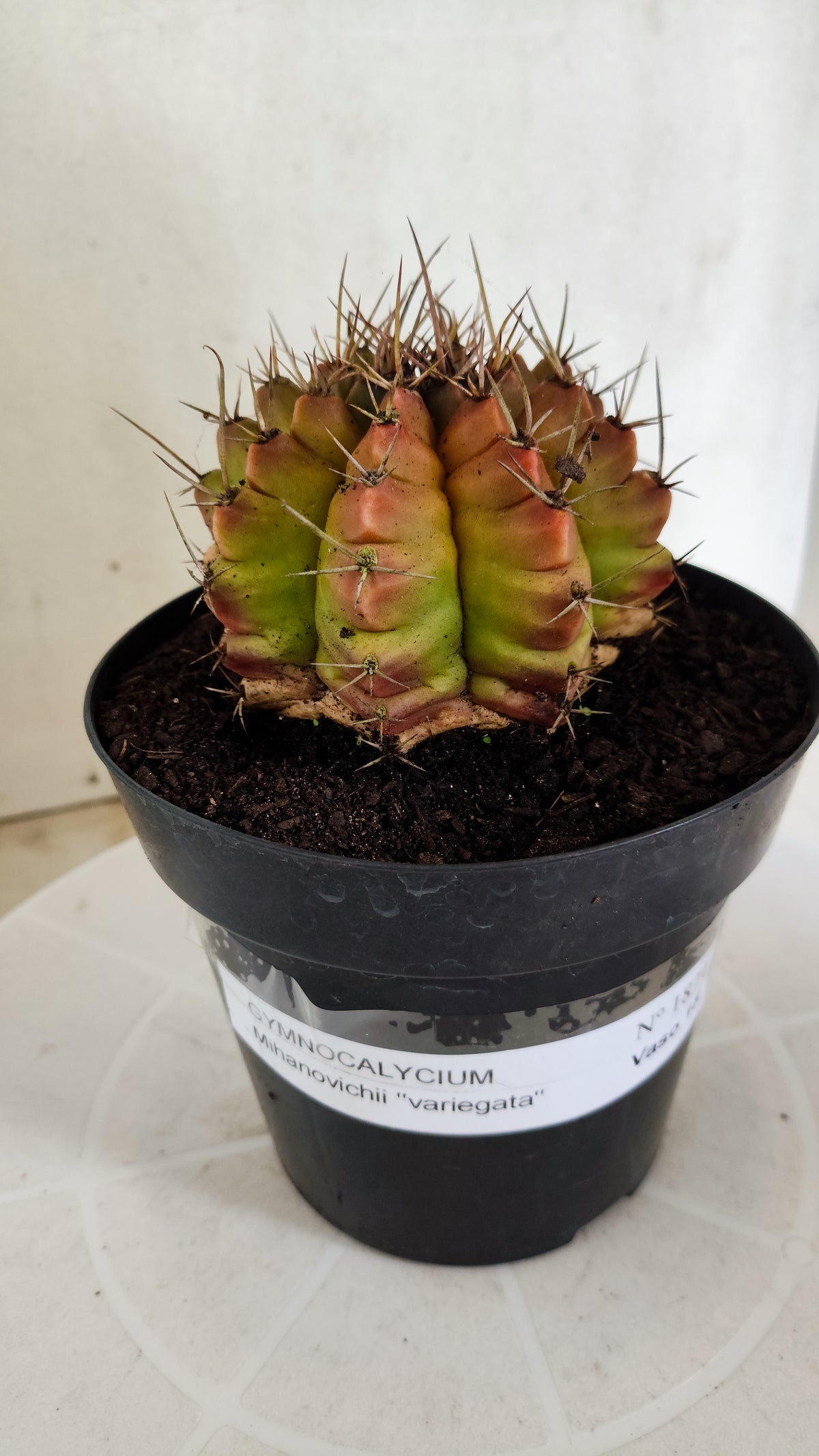 Gymnocalycium Mihanovichii "Variegata" Nº 1871 – vaso 15