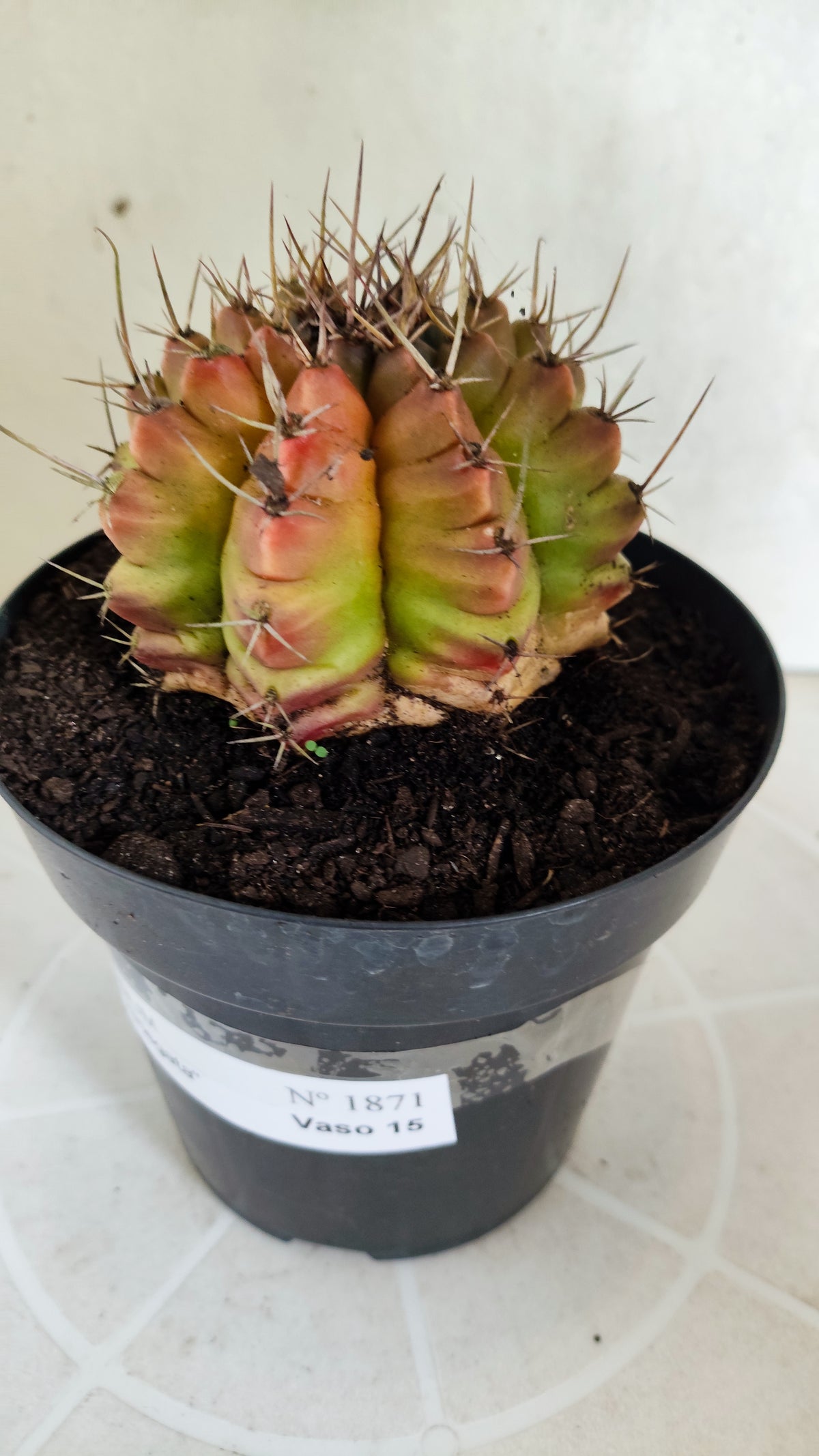Gymnocalycium Mihanovichii "Variegata" Nº 1871 – vaso 15
