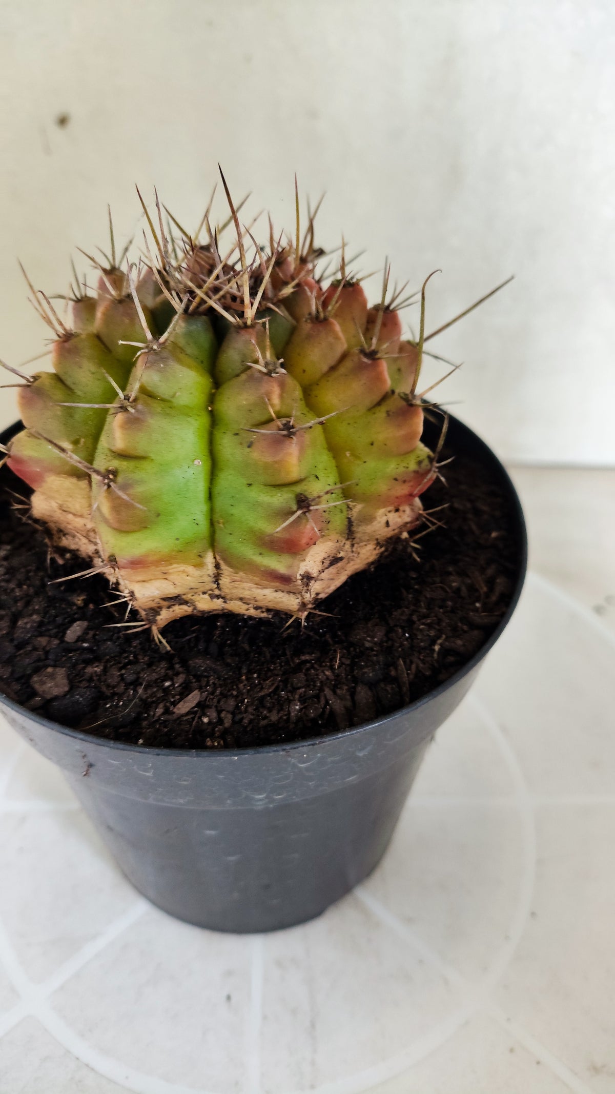 Gymnocalycium Mihanovichii "Variegata" Nº 1871 – vaso 15