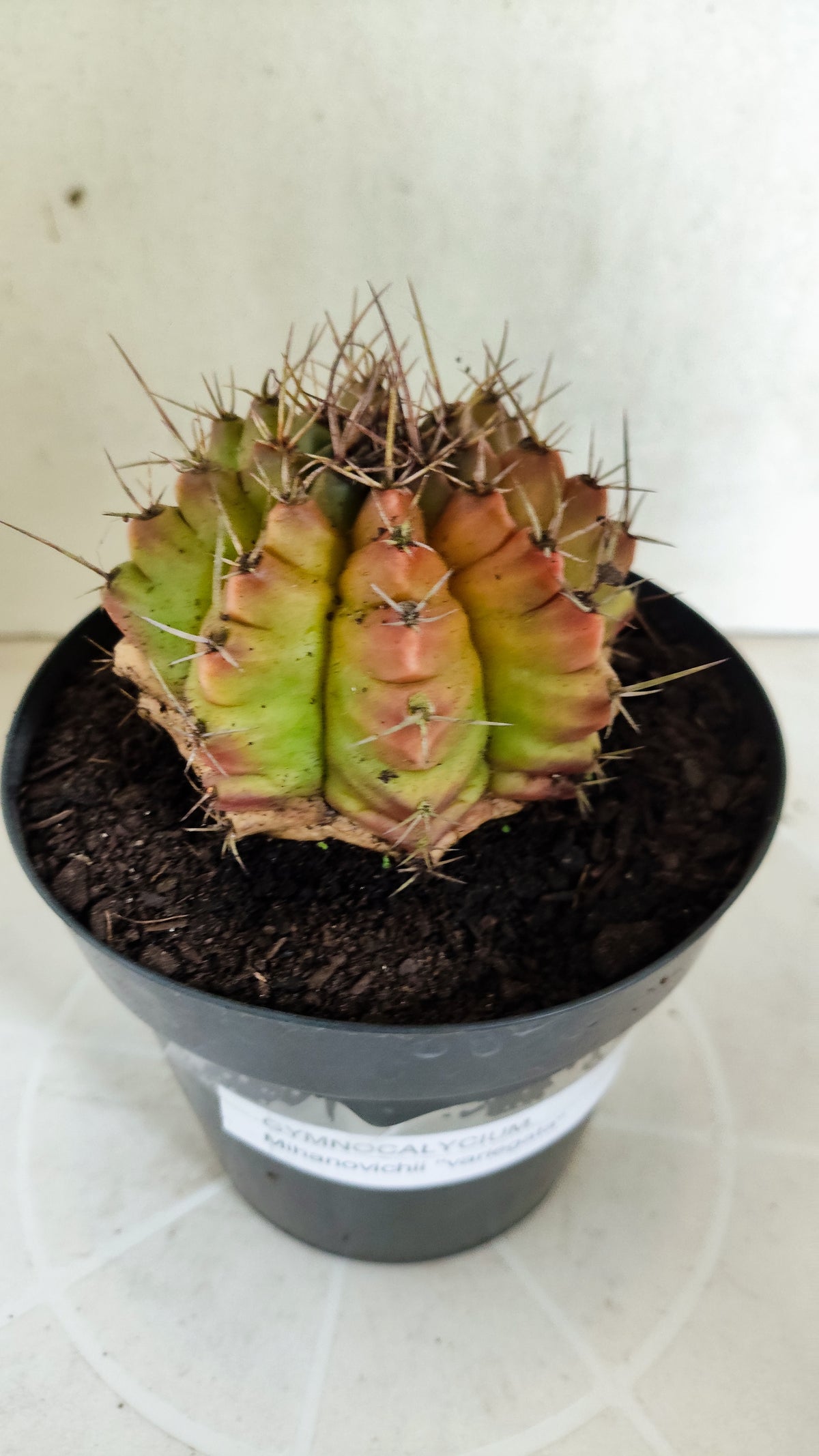 Gymnocalycium Mihanovichii "Variegata" Nº 1871 – vaso 15