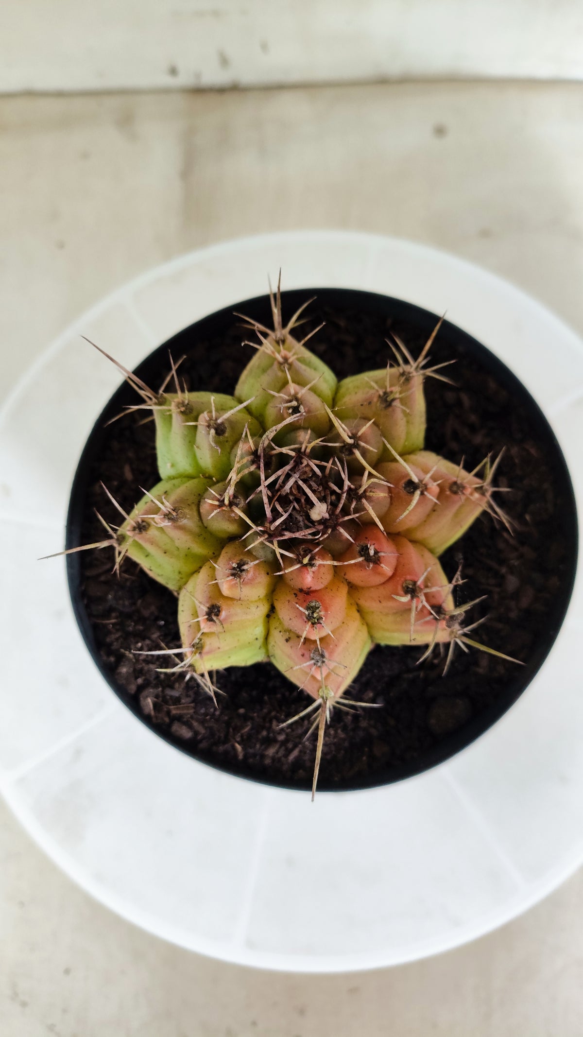 Gymnocalycium Mihanovichii "Variegata" Nº 1871 – vaso 15