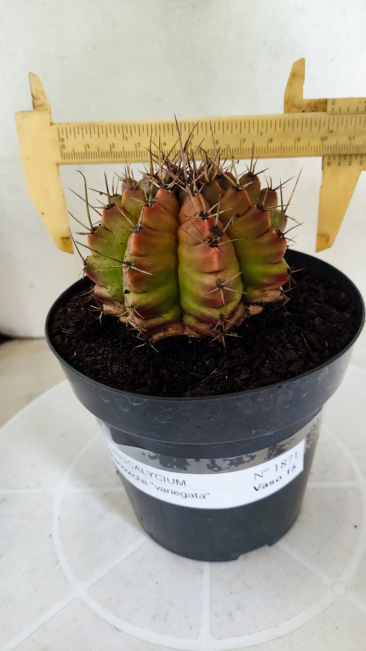Gymnocalycium Mihanovichii "Variegata" Nº 1871 – vaso 15