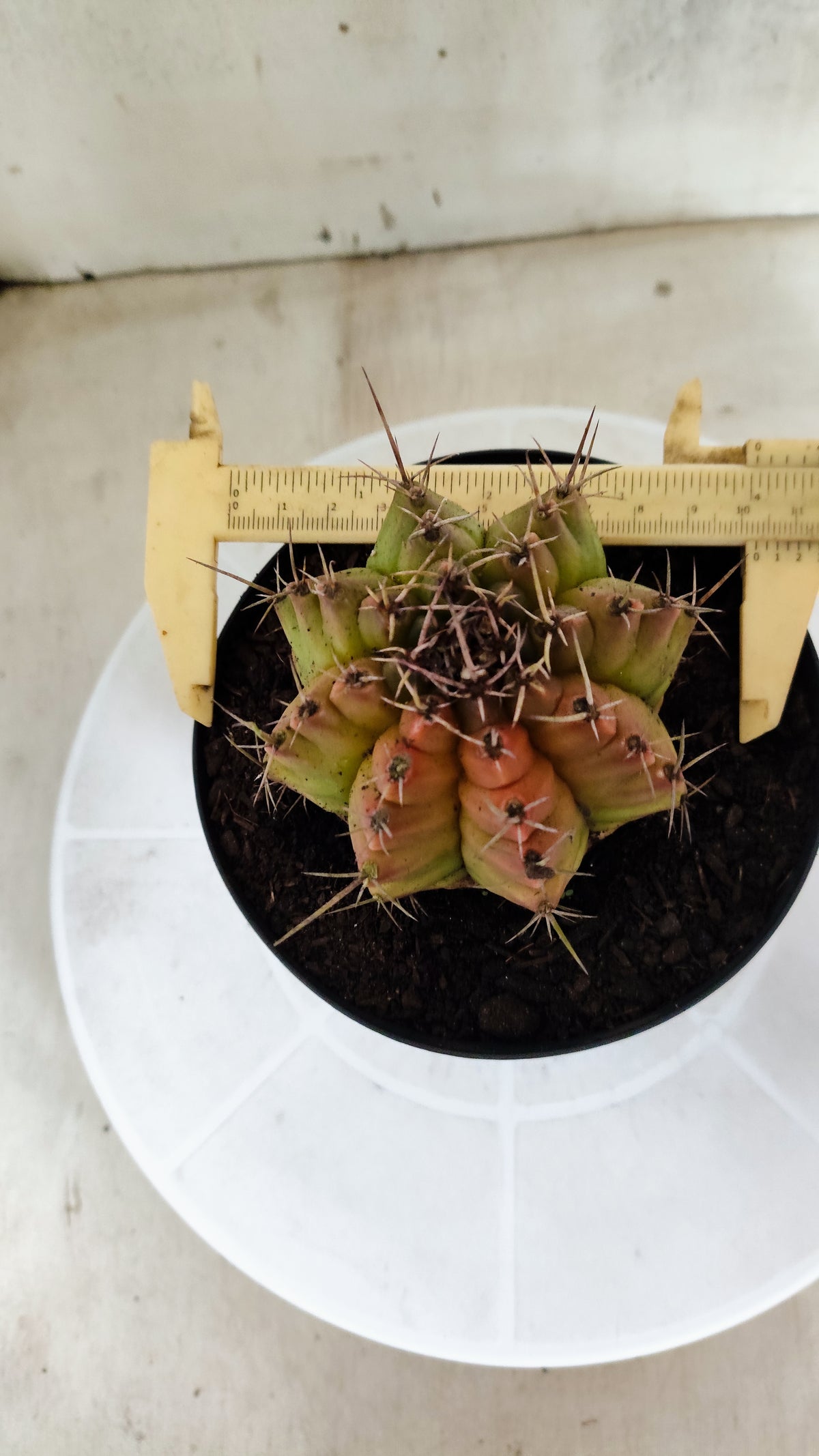 Gymnocalycium Mihanovichii "Variegata" Nº 1871 – vaso 15