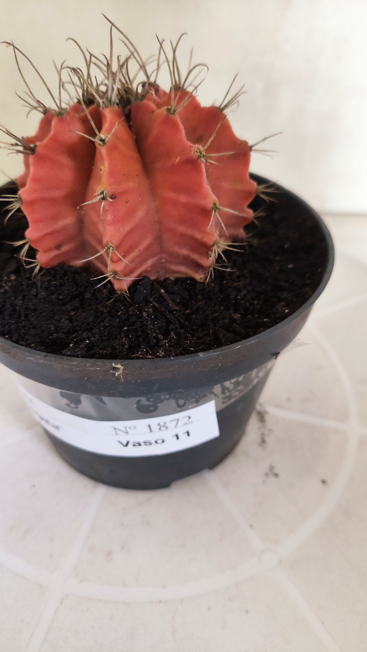 Gymnocalycium Mihanovichii "Variegata" Nº 1872 – vaso 11
