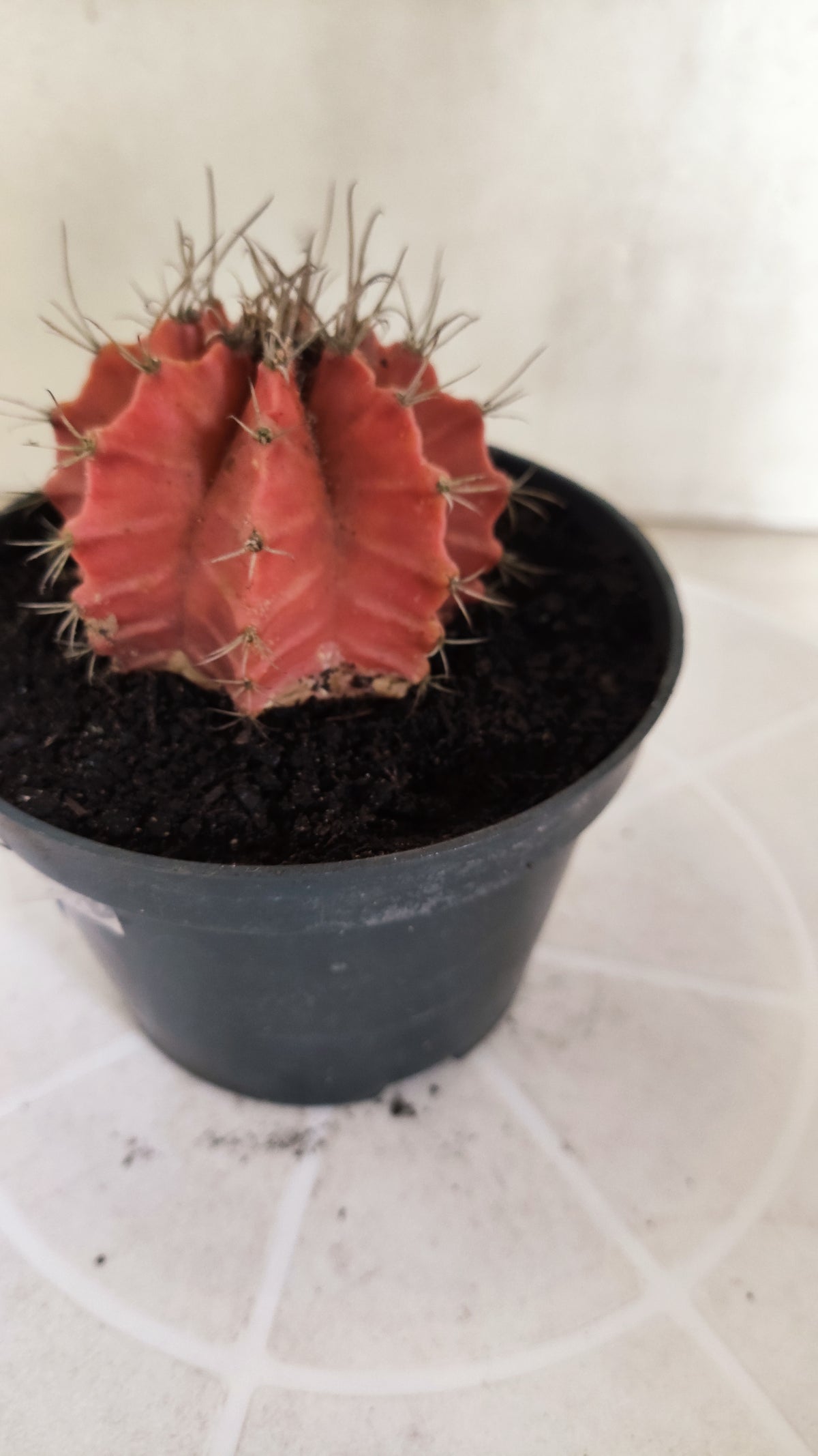 Gymnocalycium Mihanovichii "Variegata" Nº 1872 – vaso 11