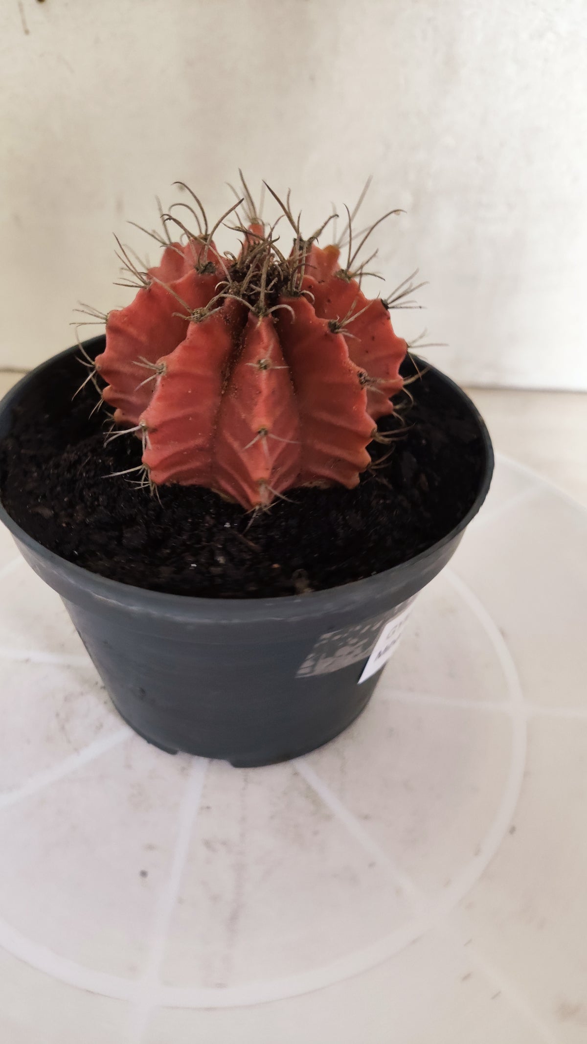 Gymnocalycium Mihanovichii "Variegata" Nº 1872 – vaso 11