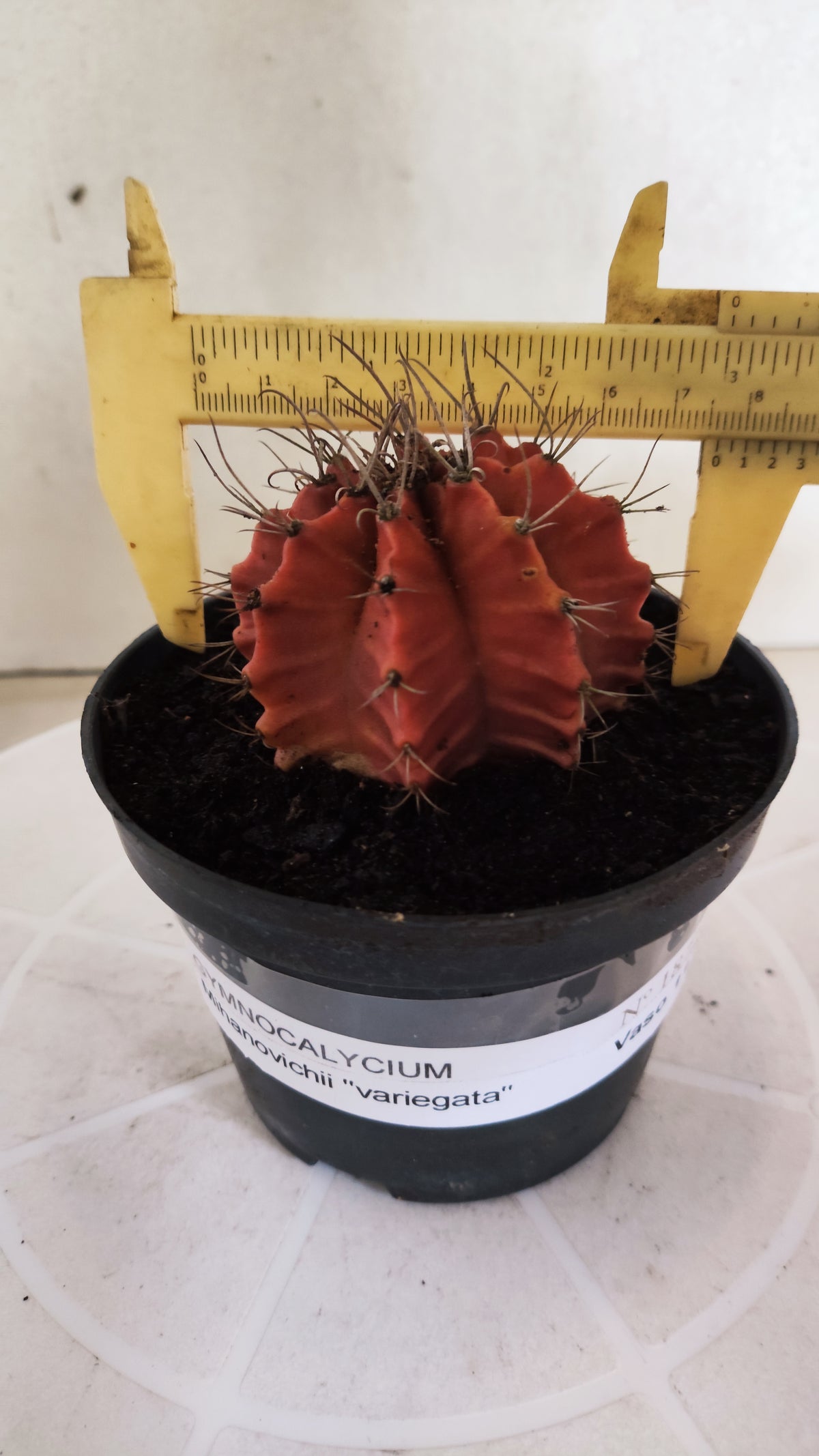 Gymnocalycium Mihanovichii "Variegata" Nº 1872 – vaso 11