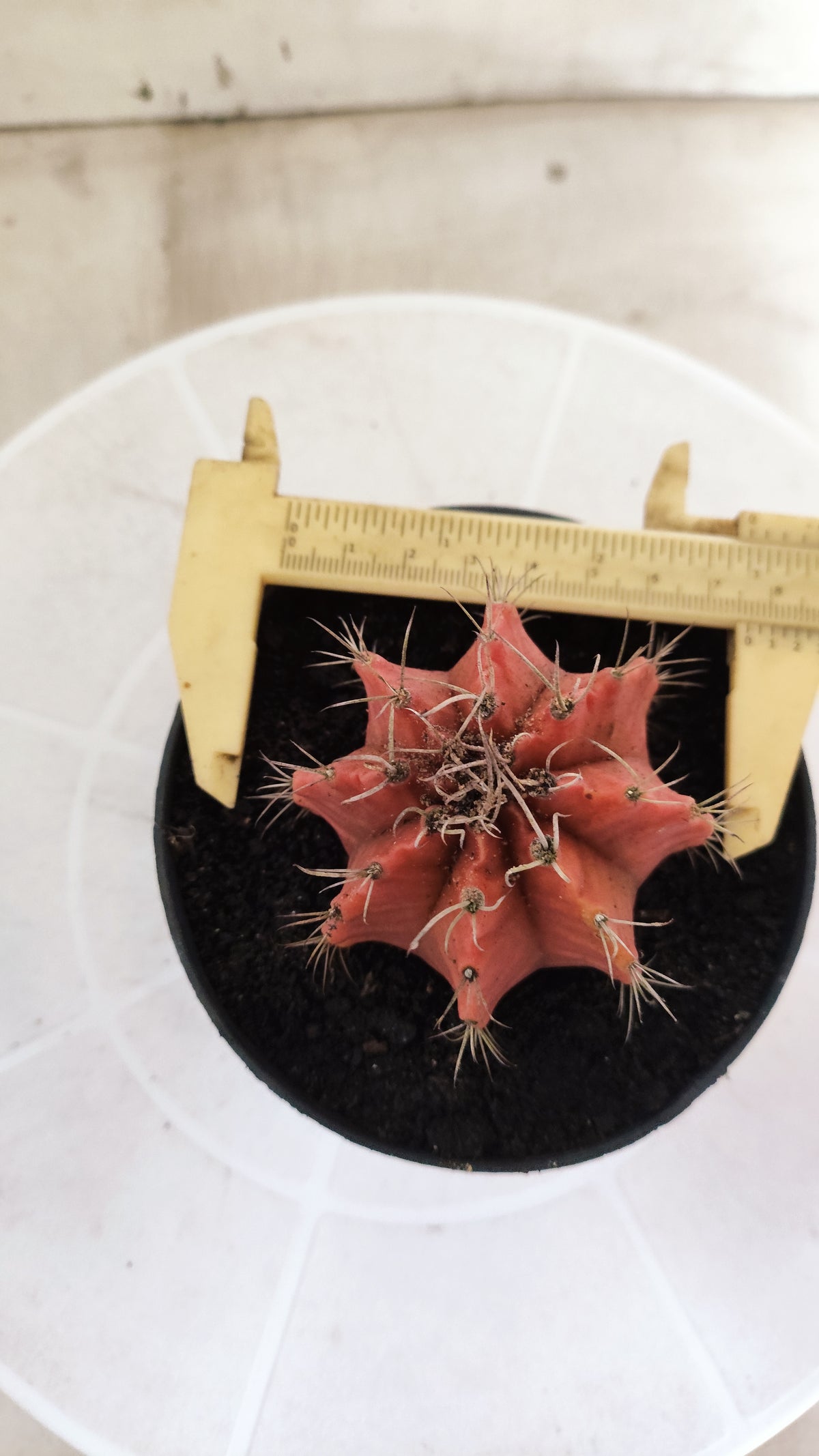 Gymnocalycium Mihanovichii "Variegata" Nº 1872 – vaso 11