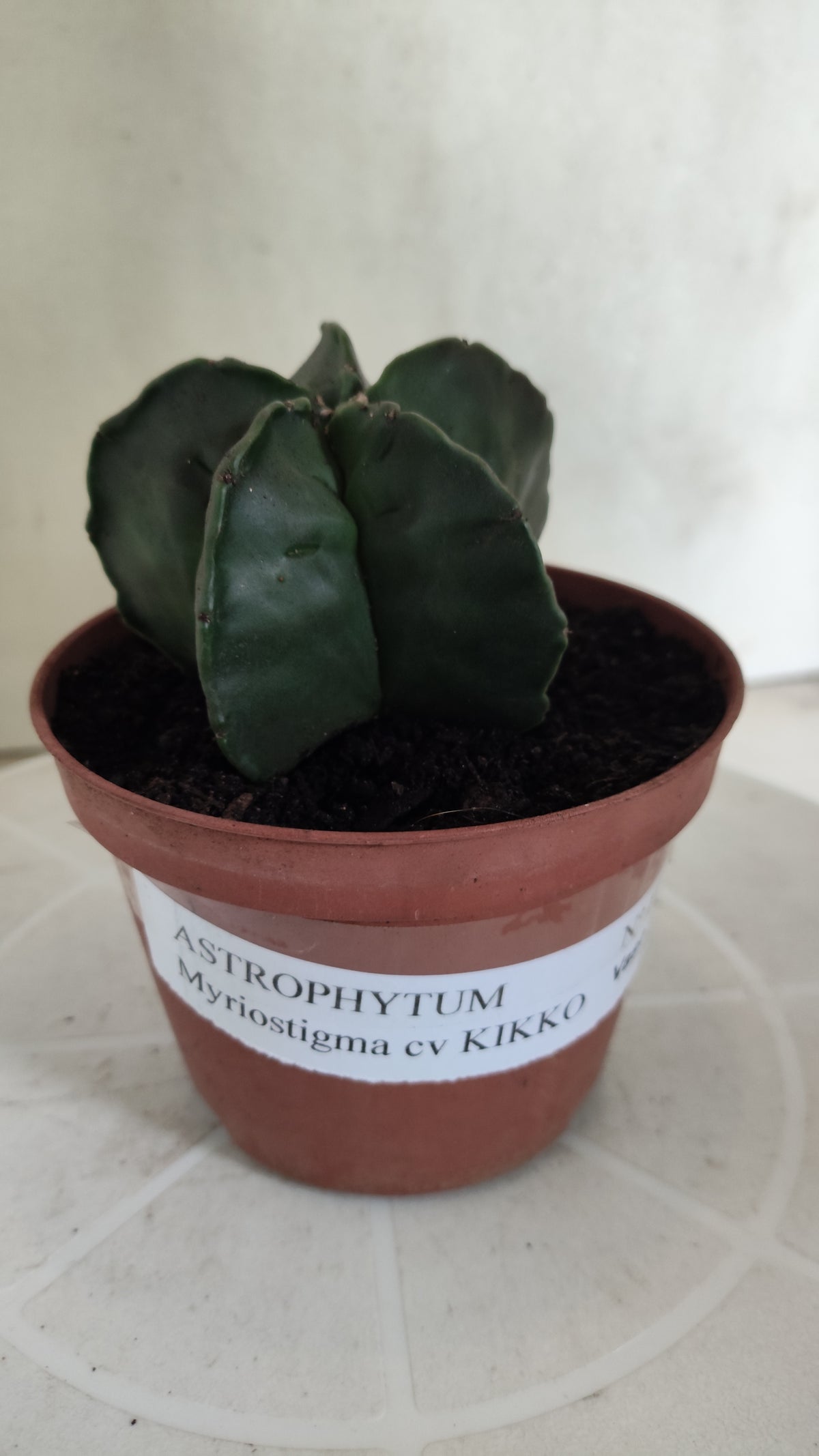 MATRIZ ASTROPHYTUM cv KIKKO "Nudum"  Nº 1873 – vaso 11