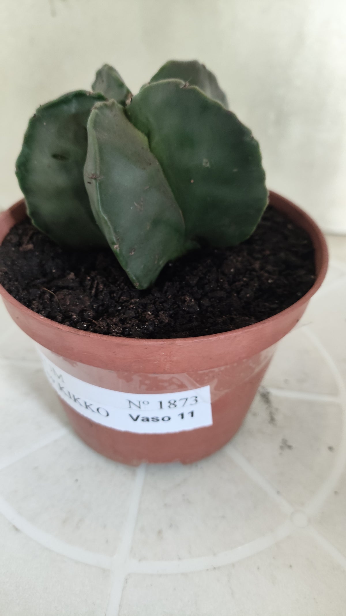 MATRIZ ASTROPHYTUM cv KIKKO "Nudum"  Nº 1873 – vaso 11