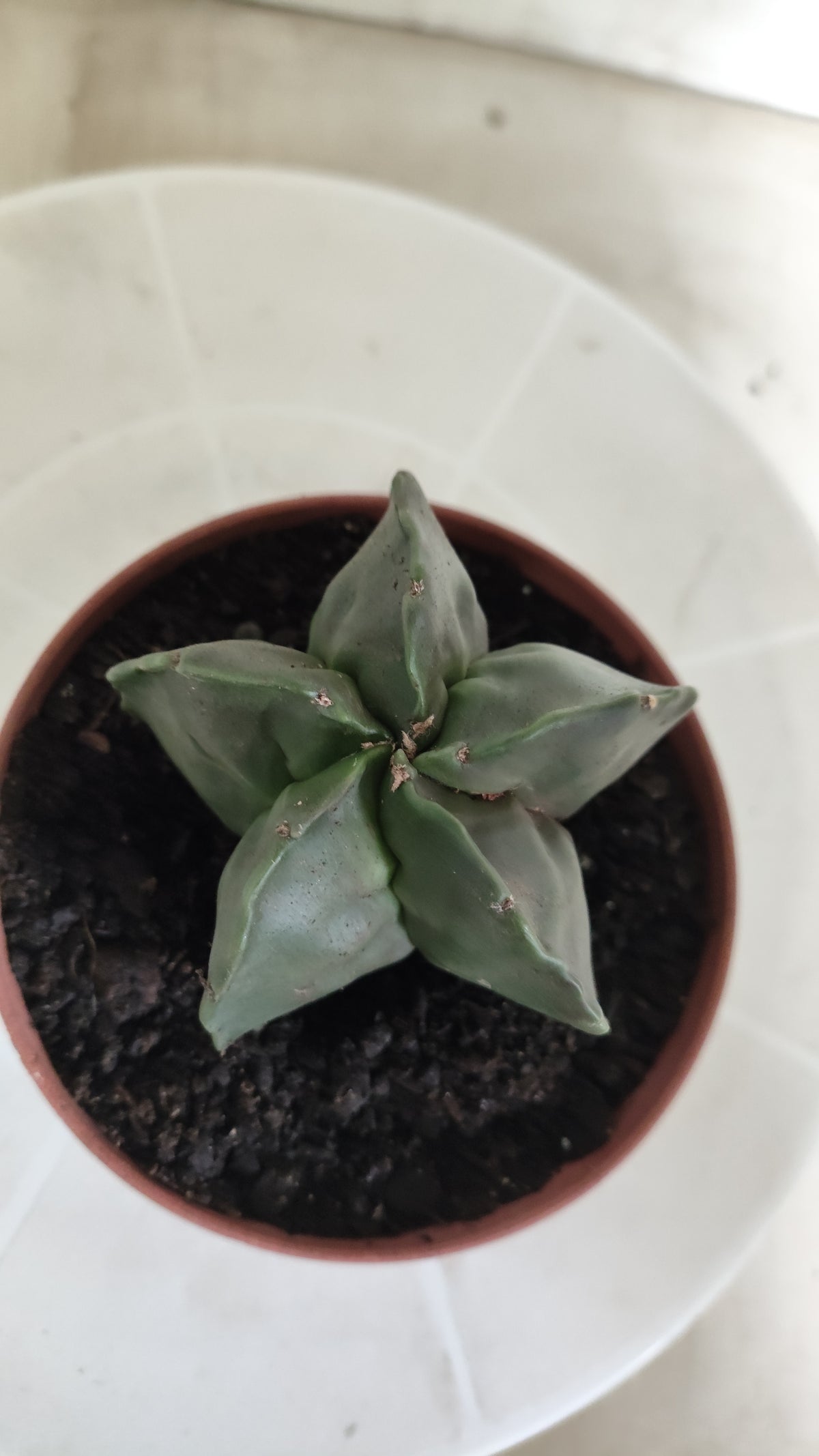 MATRIZ ASTROPHYTUM cv KIKKO "Nudum"  Nº 1873 – vaso 11