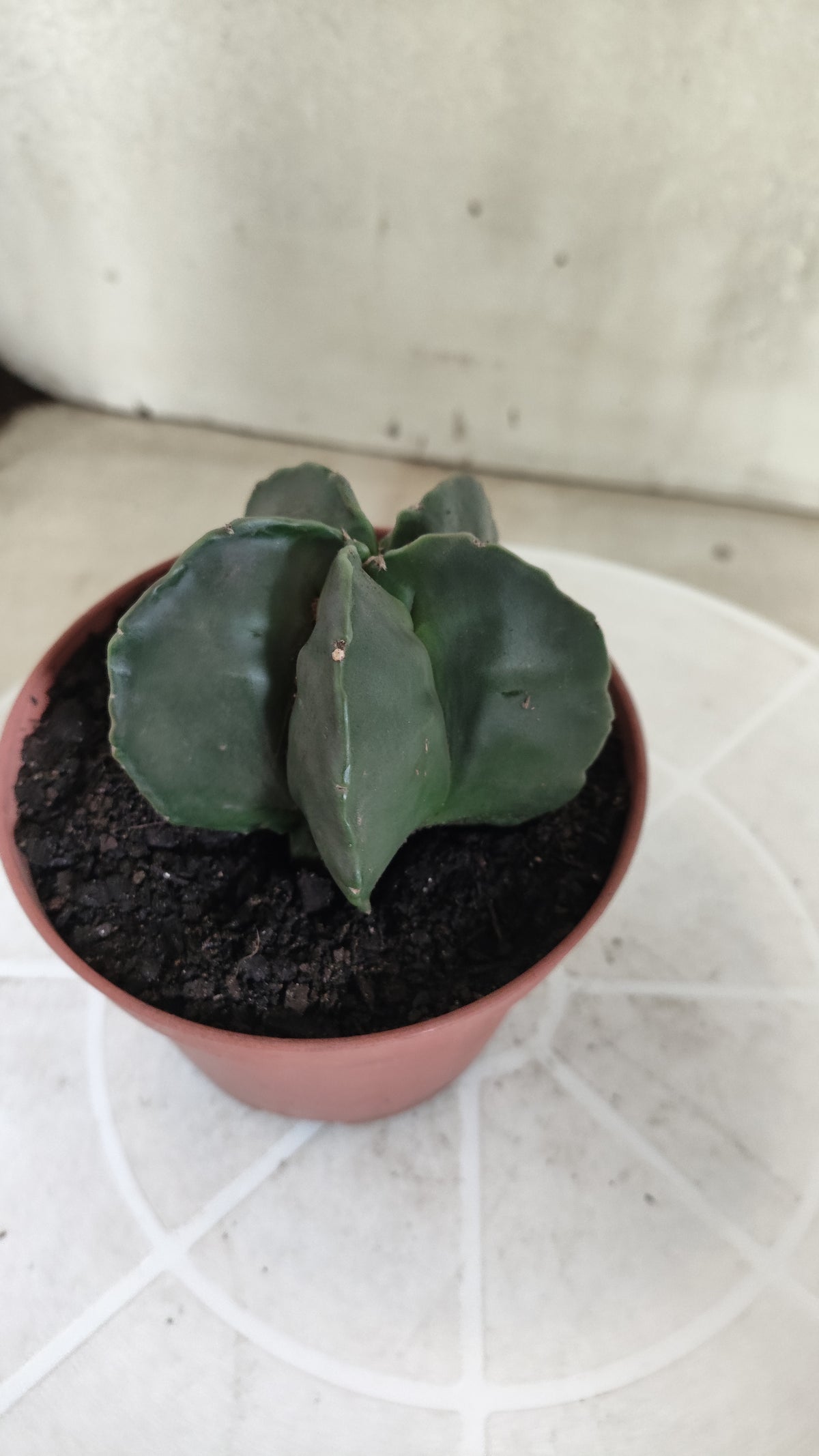 MATRIZ ASTROPHYTUM cv KIKKO "Nudum"  Nº 1873 – vaso 11