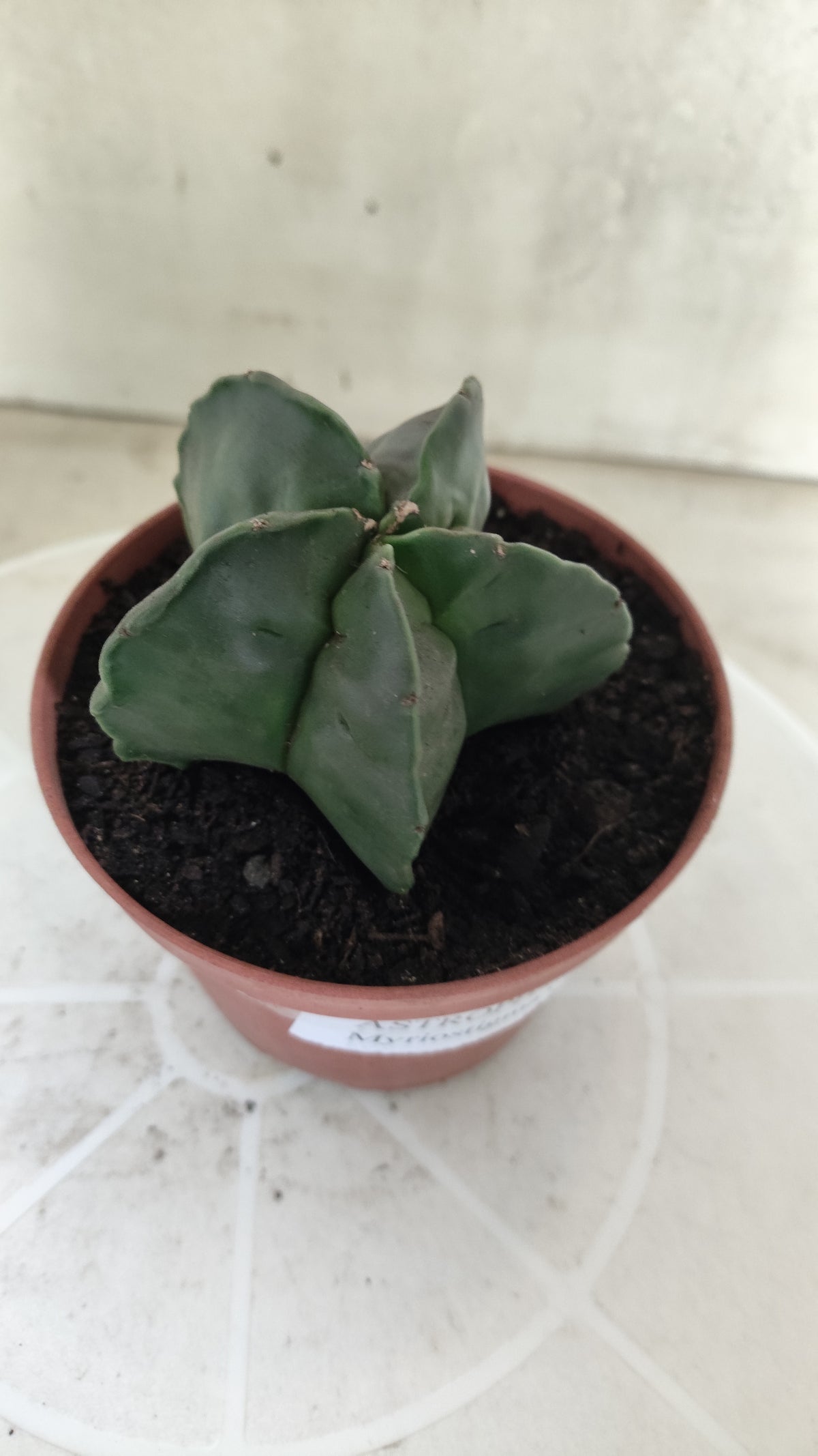 MATRIZ ASTROPHYTUM cv KIKKO "Nudum"  Nº 1873 – vaso 11