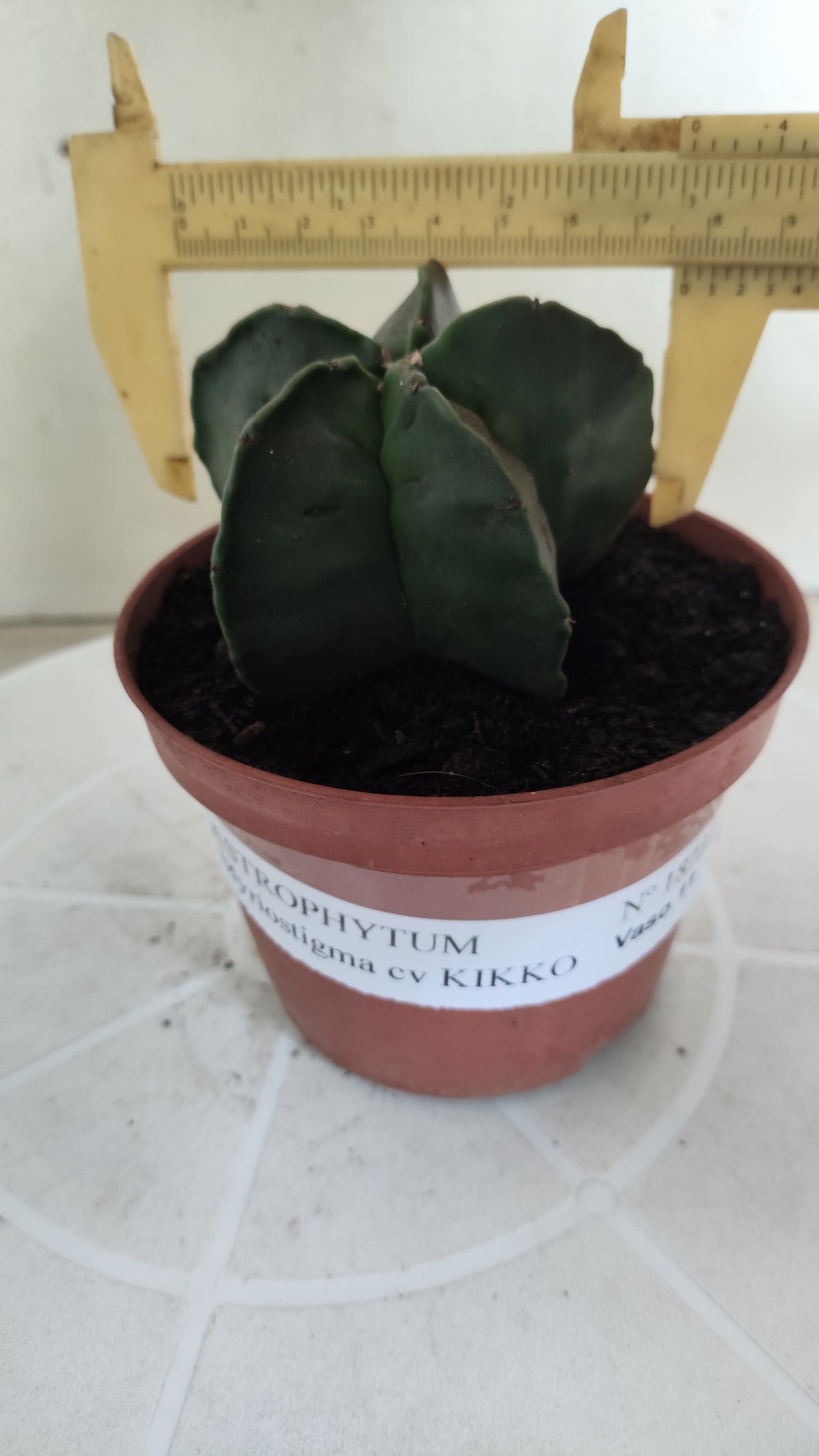 MATRIZ ASTROPHYTUM cv KIKKO "Nudum"  Nº 1873 – vaso 11
