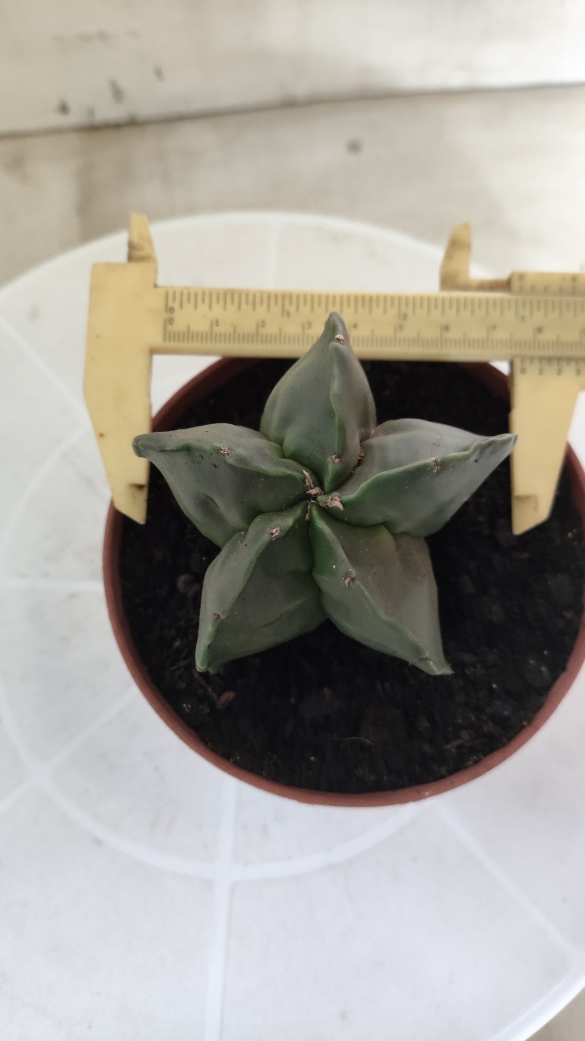 MATRIZ ASTROPHYTUM cv KIKKO "Nudum"  Nº 1873 – vaso 11