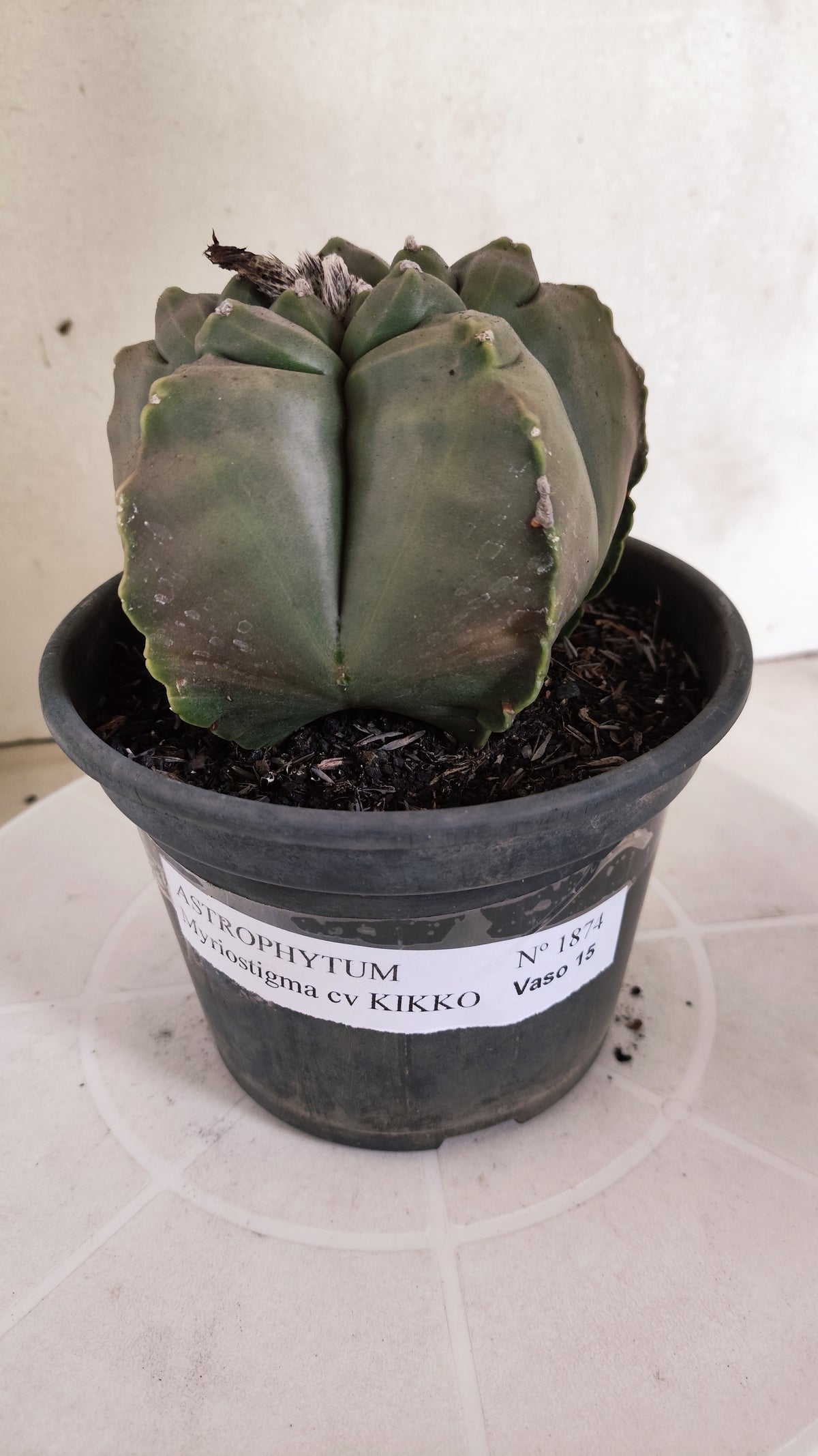 MATRIZ ASTROPHYTUM cv KIKKO   Nº 1874 – vaso 15
