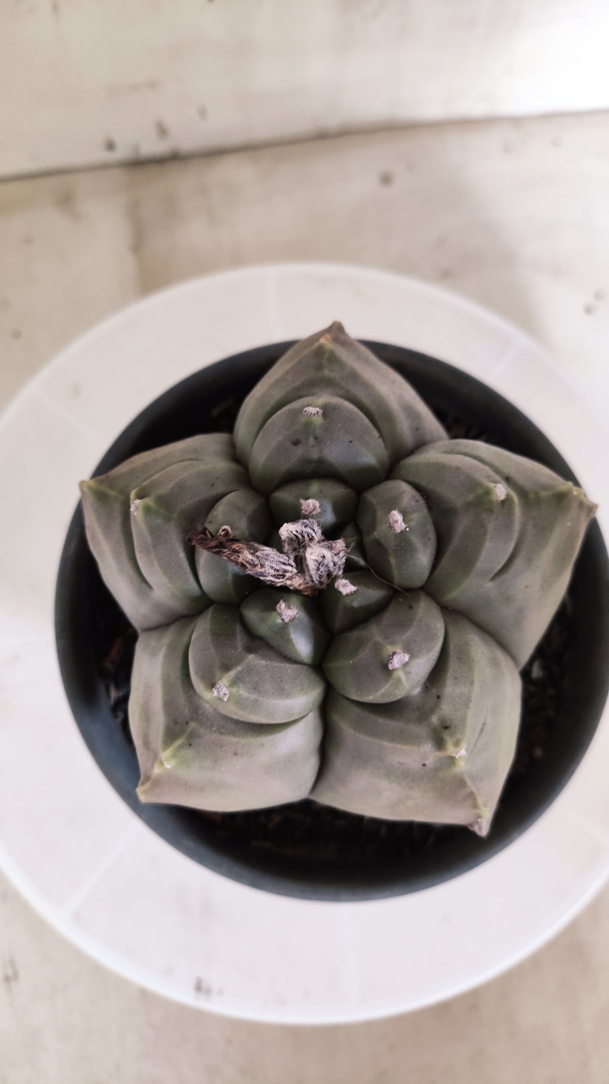 MATRIZ ASTROPHYTUM cv KIKKO   Nº 1874 – vaso 15