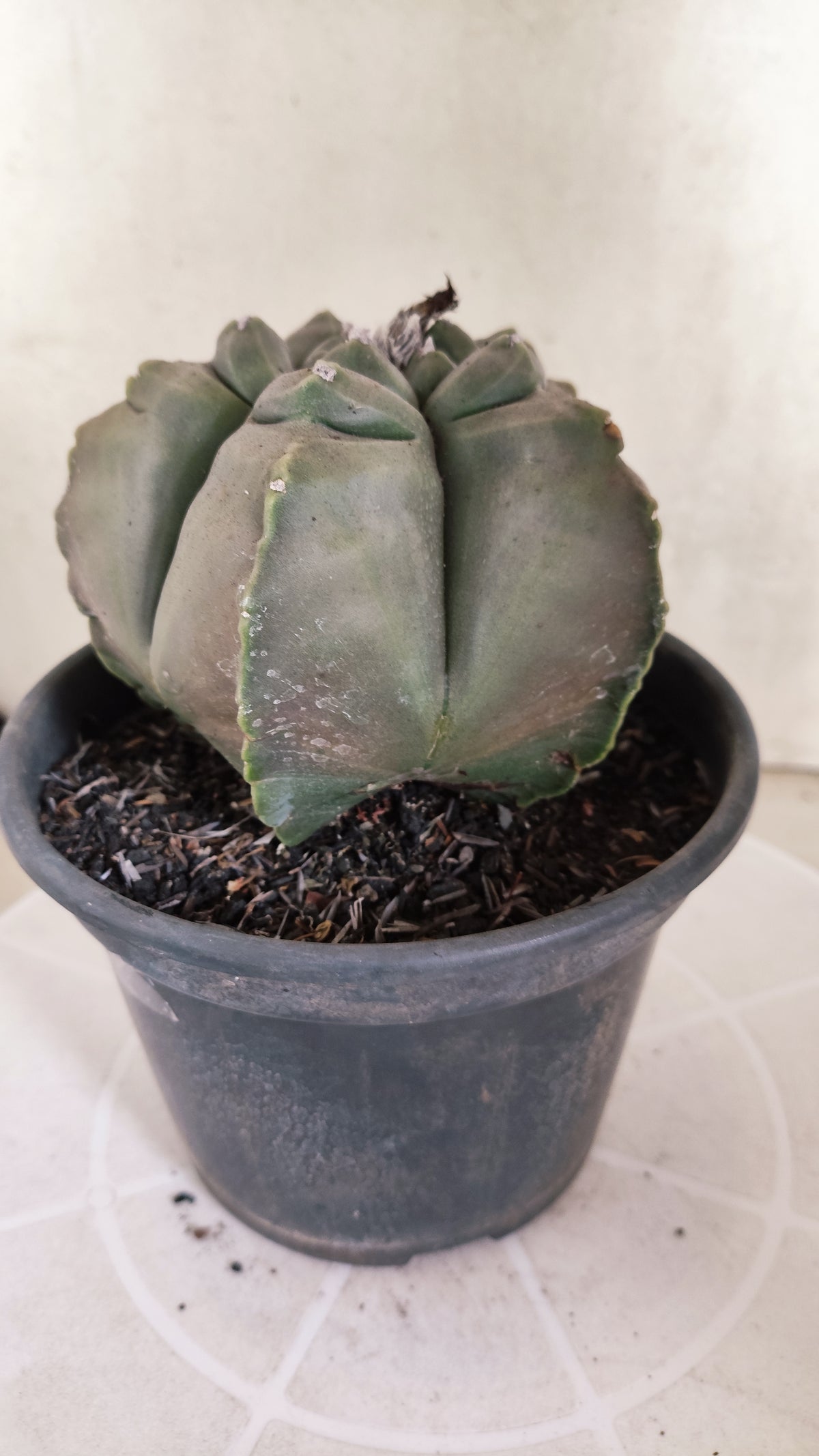 MATRIZ ASTROPHYTUM cv KIKKO   Nº 1874 – vaso 15